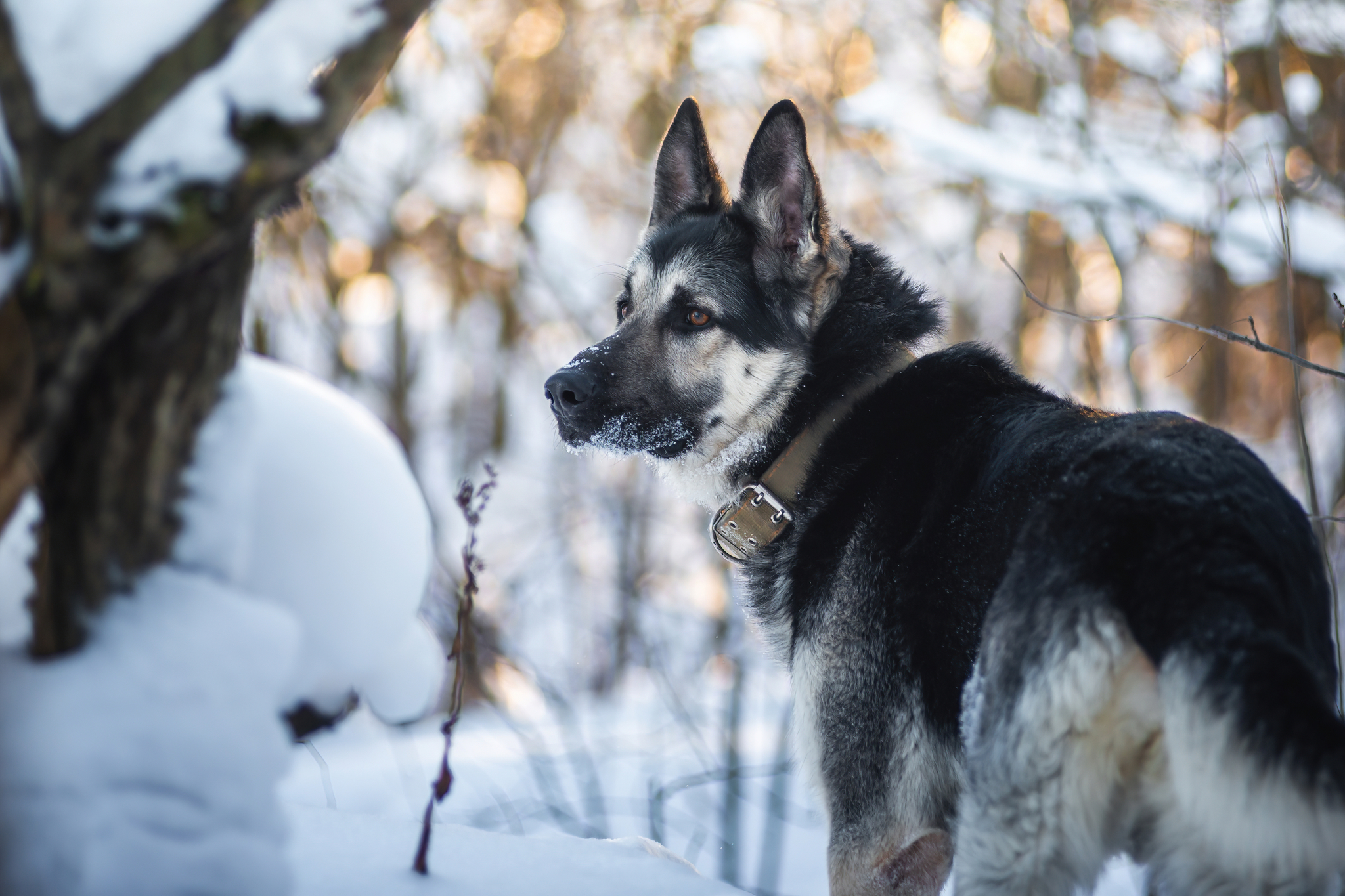 Tayushka )) - My, Dog, Winter, The photo, East European Shepherd, Chair, Longpost, Pets