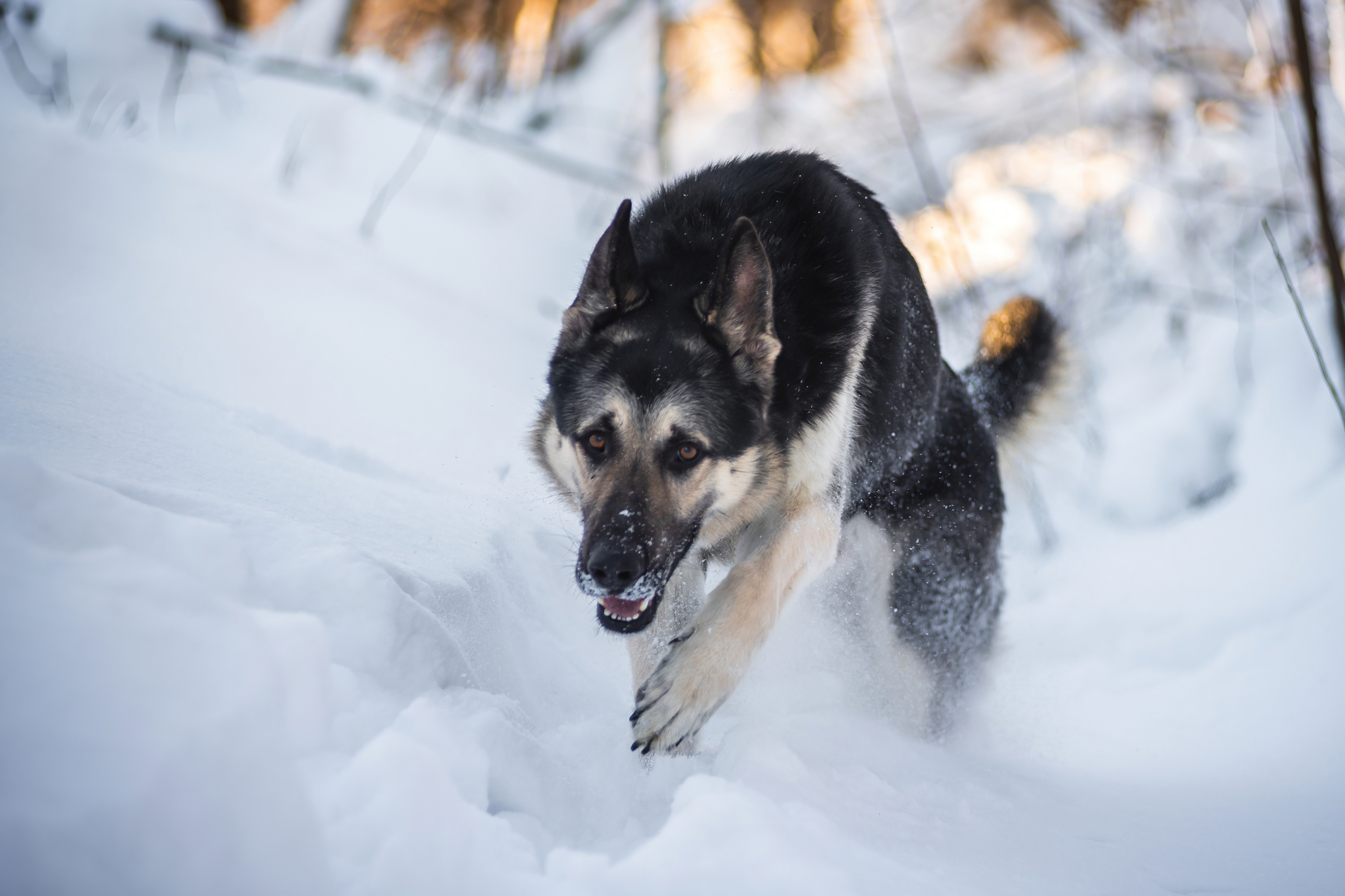 Tayushka )) - My, Dog, Winter, The photo, East European Shepherd, Chair, Longpost, Pets