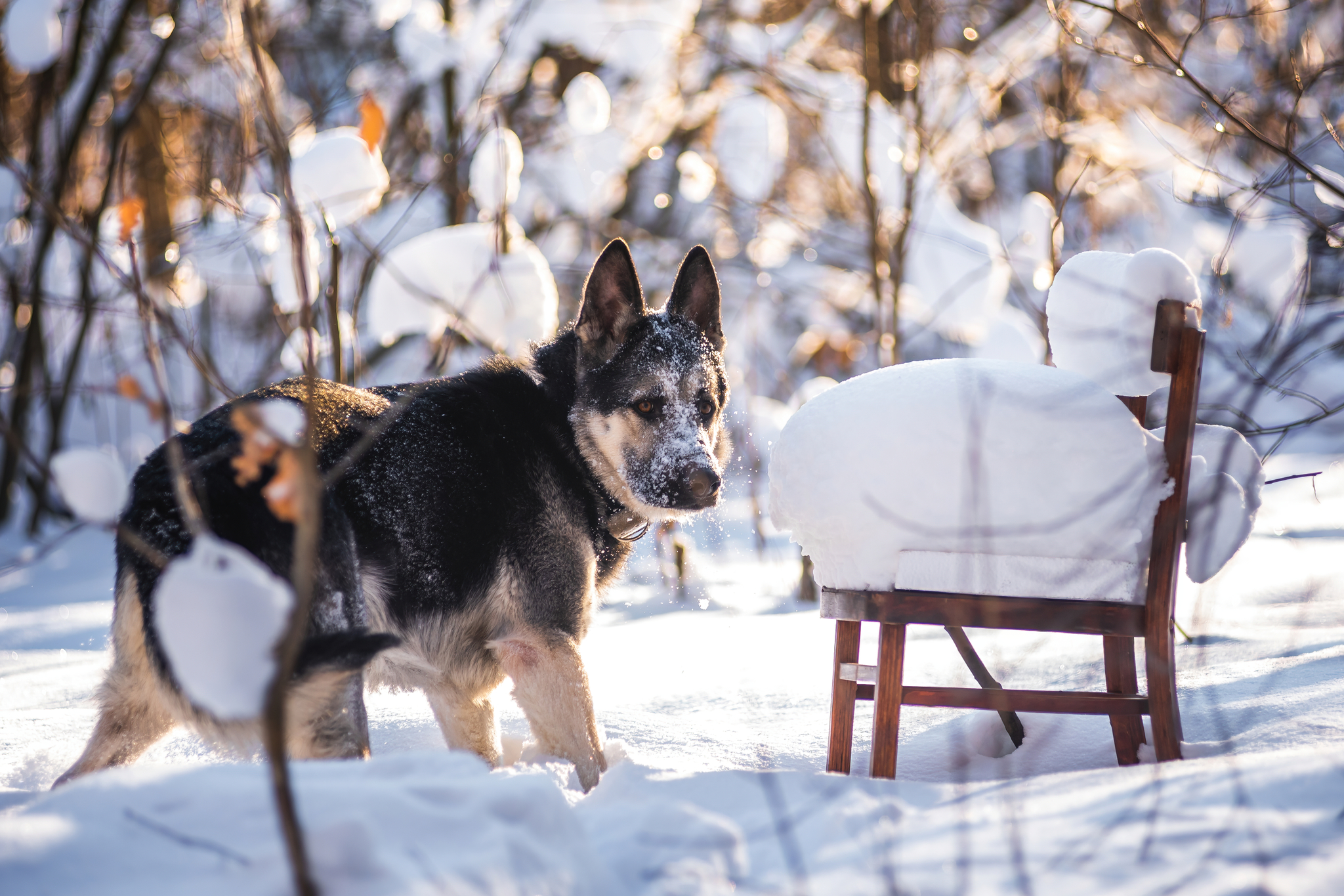 Tayushka )) - My, Dog, Winter, The photo, East European Shepherd, Chair, Longpost, Pets