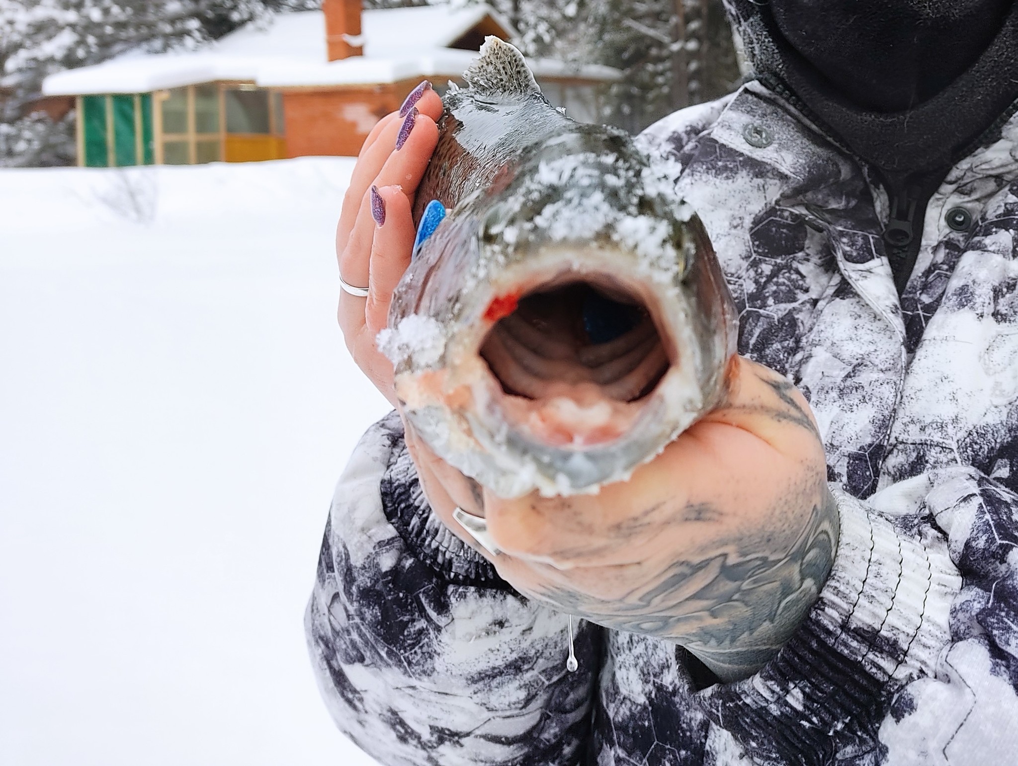 Towards northern Aurora. Reconnaissance by combat - My, Fishing, Winter, A fish, The photo, Pike, Ice, River, beauty of nature, The nature of Russia, Mat, Longpost, Poems