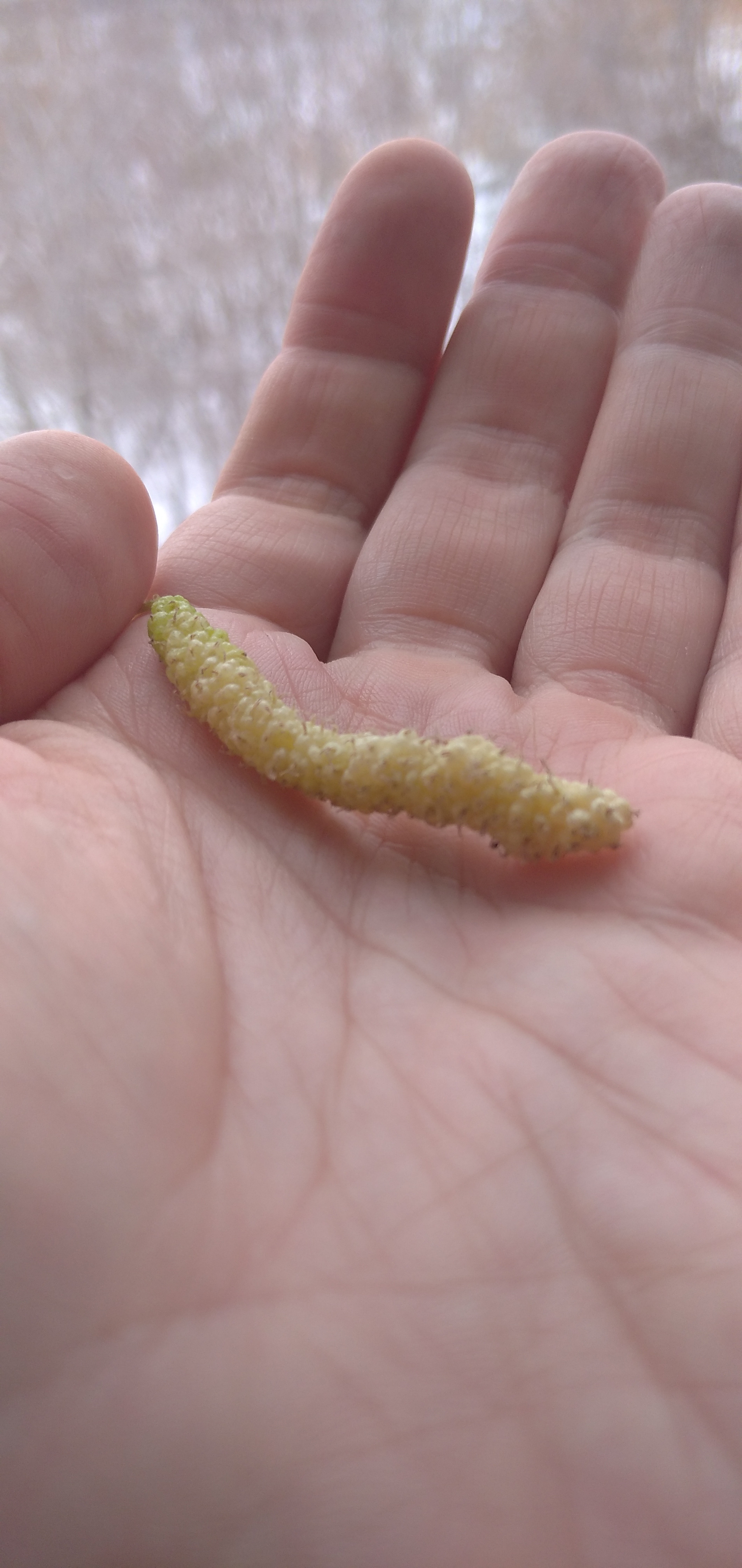 Pakistani mulberry - My, Mulberry, Selection, Longpost