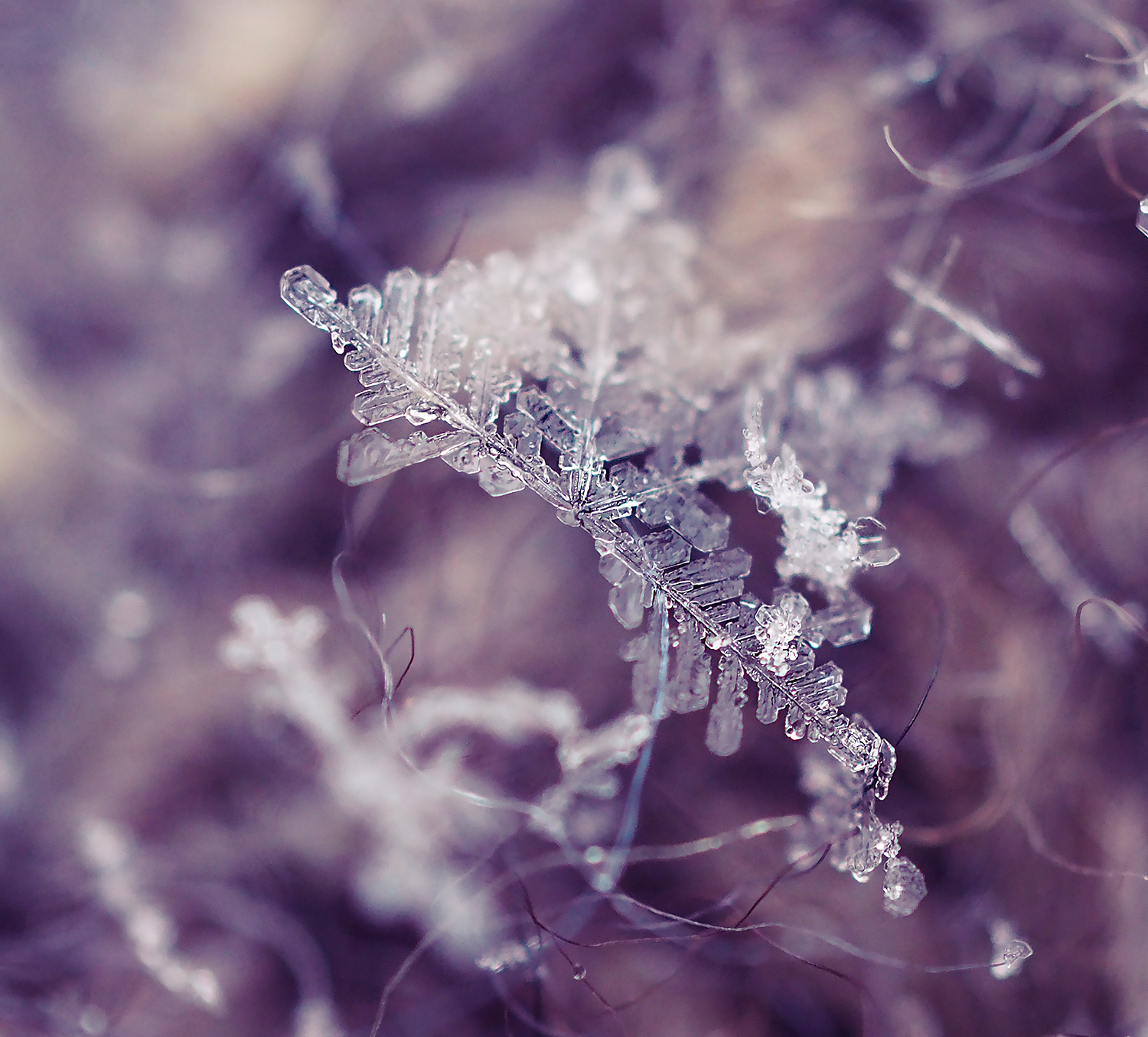 Snowflakes - My, Macro photography, The photo, Olympus OMD em-10 Mark II, Winter, Snowflake, Longpost