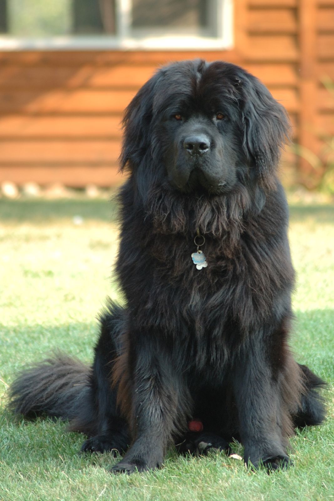 Kasatsky's response in A girl died while playing with a domestic dog - My, Dog, Mat, Newfoundland, Reply to post, Longpost