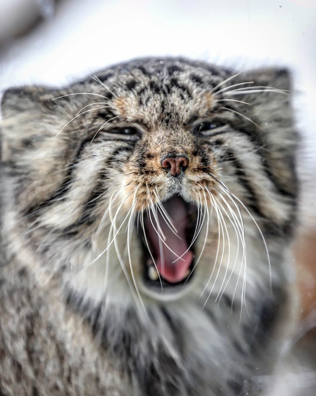 Are you ready to pet a furry cat? - Pallas' cat, Small cats, Cat family, Wild animals, Predatory animals, Fluffy, Pet the cat, Safari Park, Japan, Yokohama, Yokohama, Teeth, Yawn, Milota, Positive, Longpost