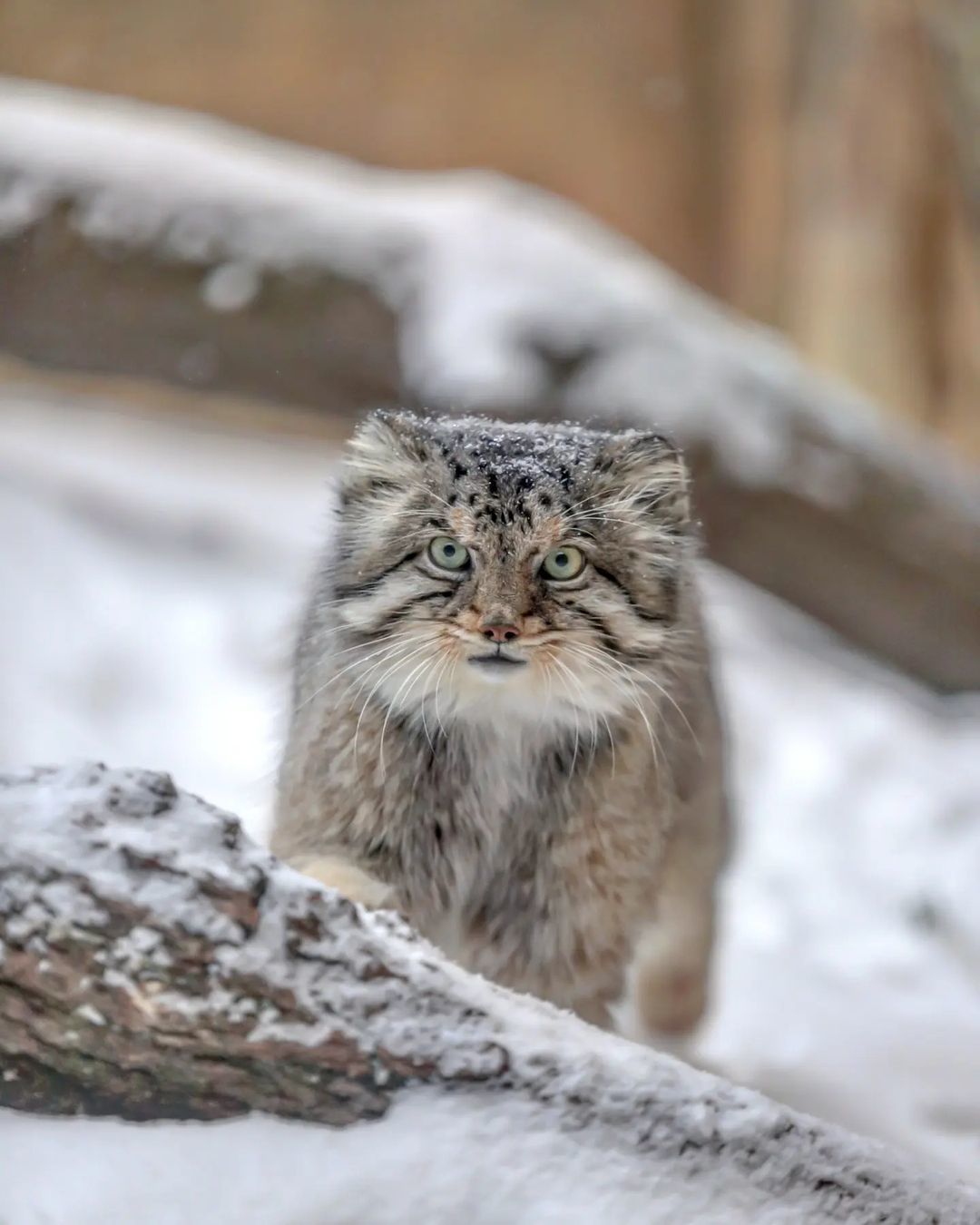 Do you have free hands ?! Then I'm coming to you! - Pallas' cat, Small cats, Cat family, Wild animals, Predatory animals, Fluffy, Pet the cat, Safari Park, Japan, Yokohama, Yokohama, Milota, Positive, Longpost