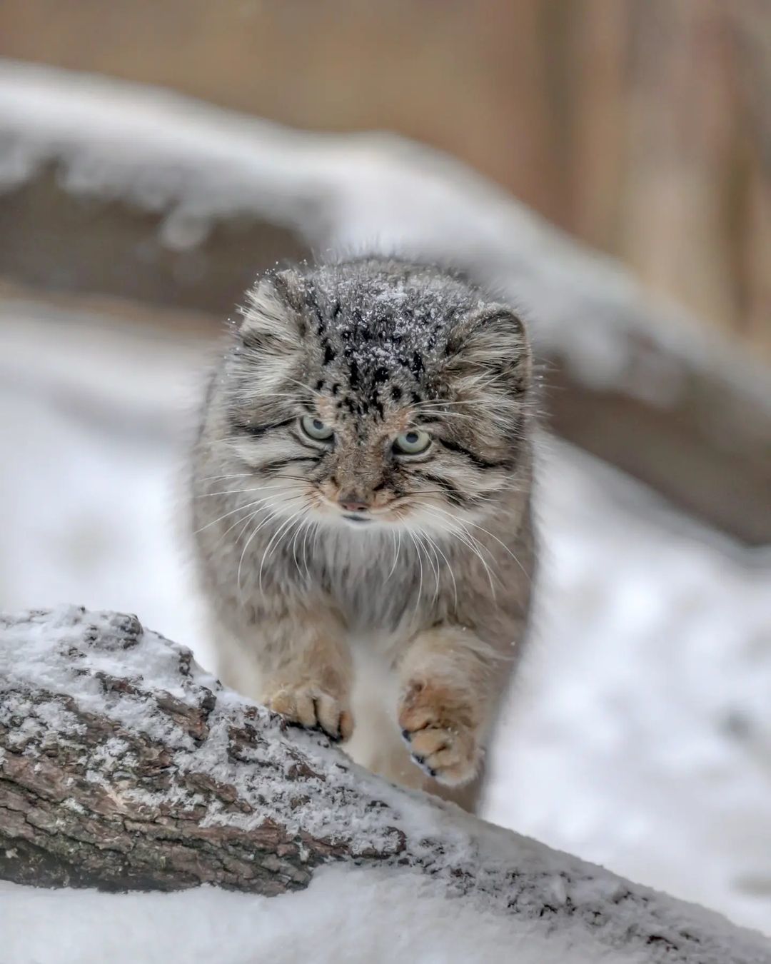 Do you have free hands ?! Then I'm coming to you! - Pallas' cat, Small cats, Cat family, Wild animals, Predatory animals, Fluffy, Pet the cat, Safari Park, Japan, Yokohama, Yokohama, Milota, Positive, Longpost