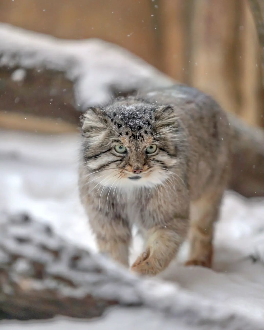 Do you have free hands ?! Then I'm coming to you! - Pallas' cat, Small cats, Cat family, Wild animals, Predatory animals, Fluffy, Pet the cat, Safari Park, Japan, Yokohama, Yokohama, Milota, Positive, Longpost