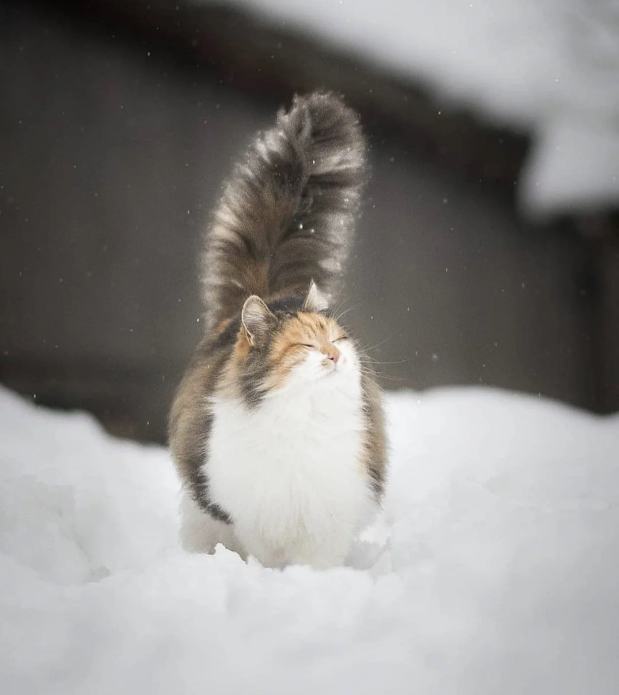 Enjoying winter... - cat, Tricolor cat, Snow, Winter, Pets