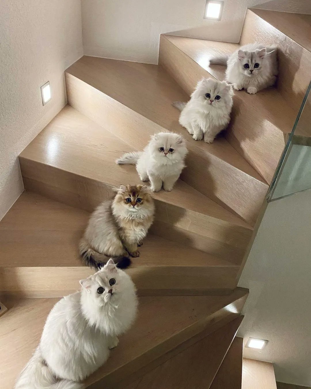 Fluffy staircase - Kittens, cat, Stairs, Milota, Pets, The photo