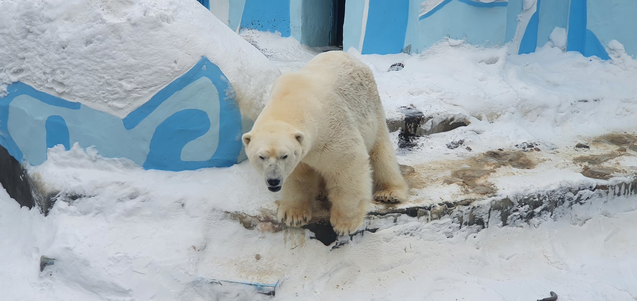 Novosibirsk Zoo - My, Beginning photographer, Photo on sneaker, Wild animals, Mobile photography, Longpost