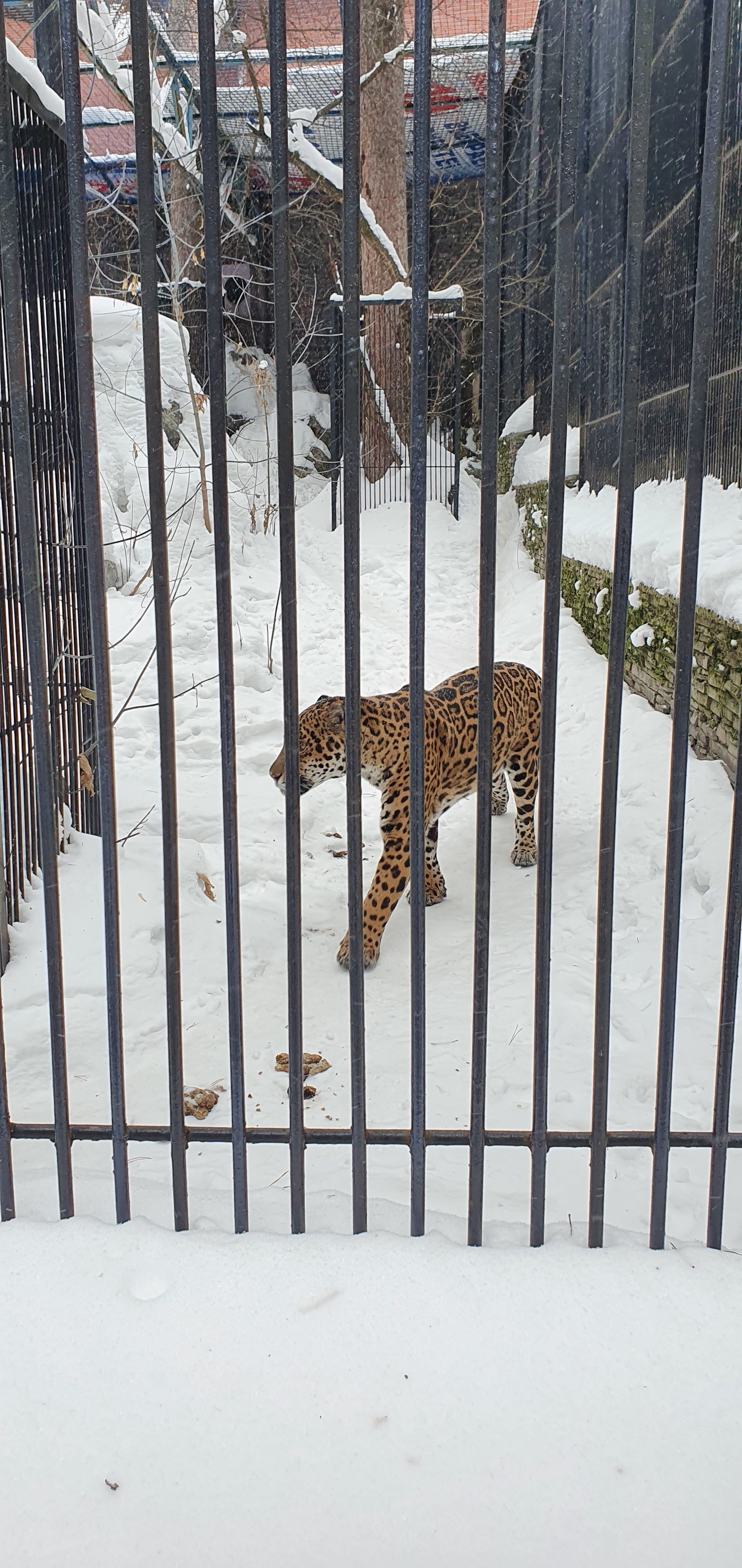 Novosibirsk Zoo - My, Beginning photographer, Photo on sneaker, Wild animals, Mobile photography, Longpost