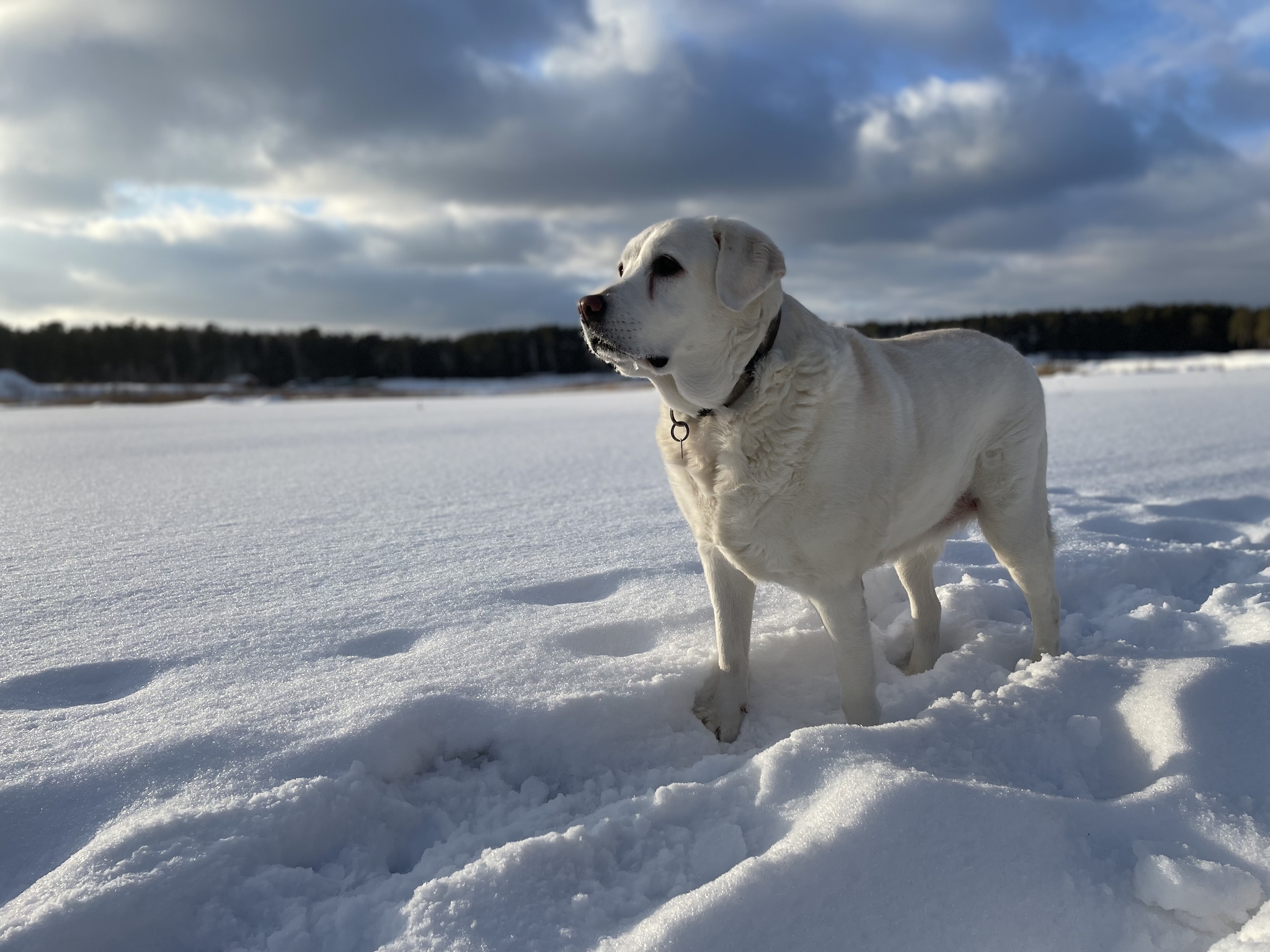 Winter walk - My, Dog, Walk in the woods, Tyumen, Longpost