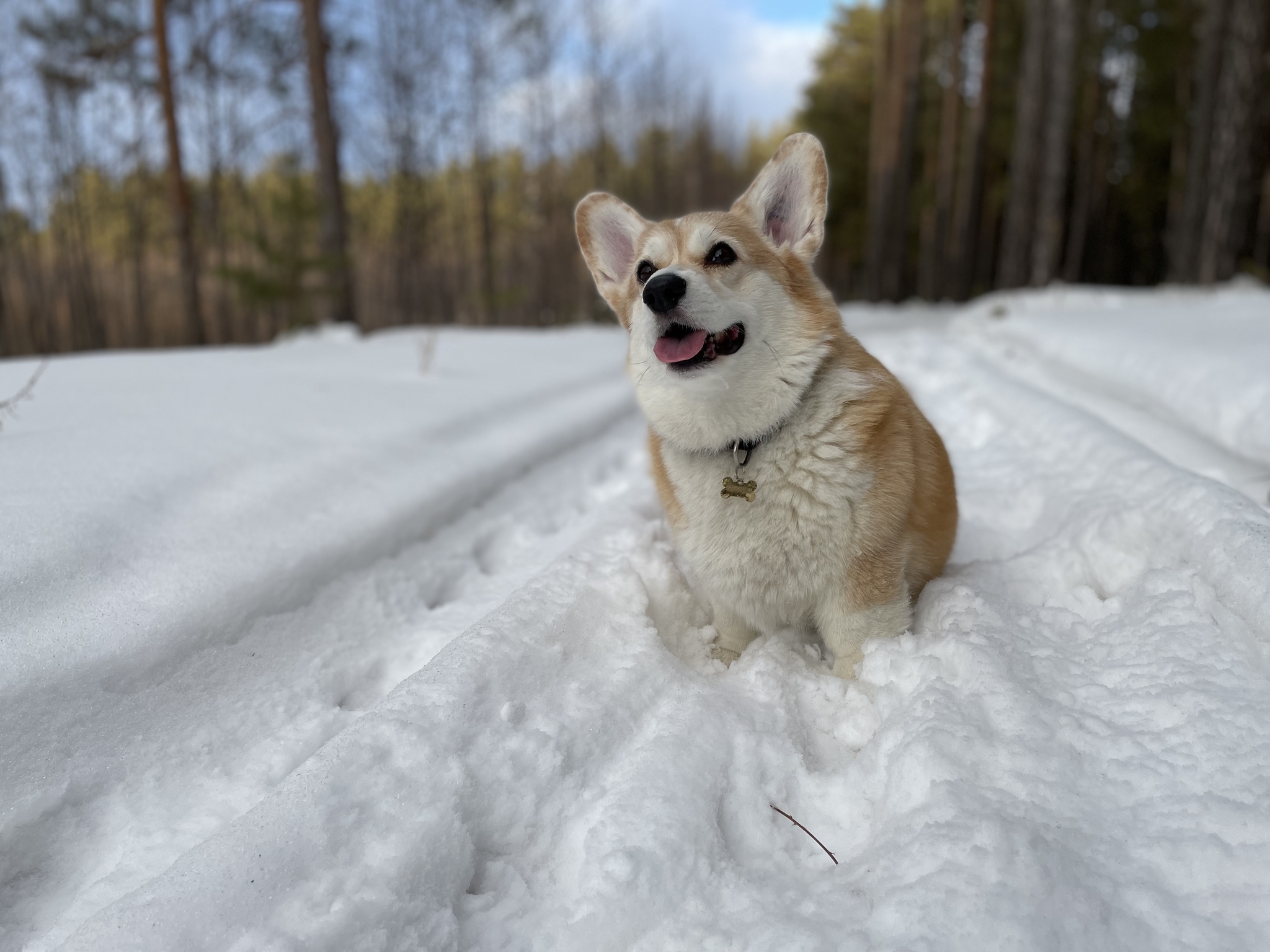 Winter walk - My, Dog, Walk in the woods, Tyumen, Longpost