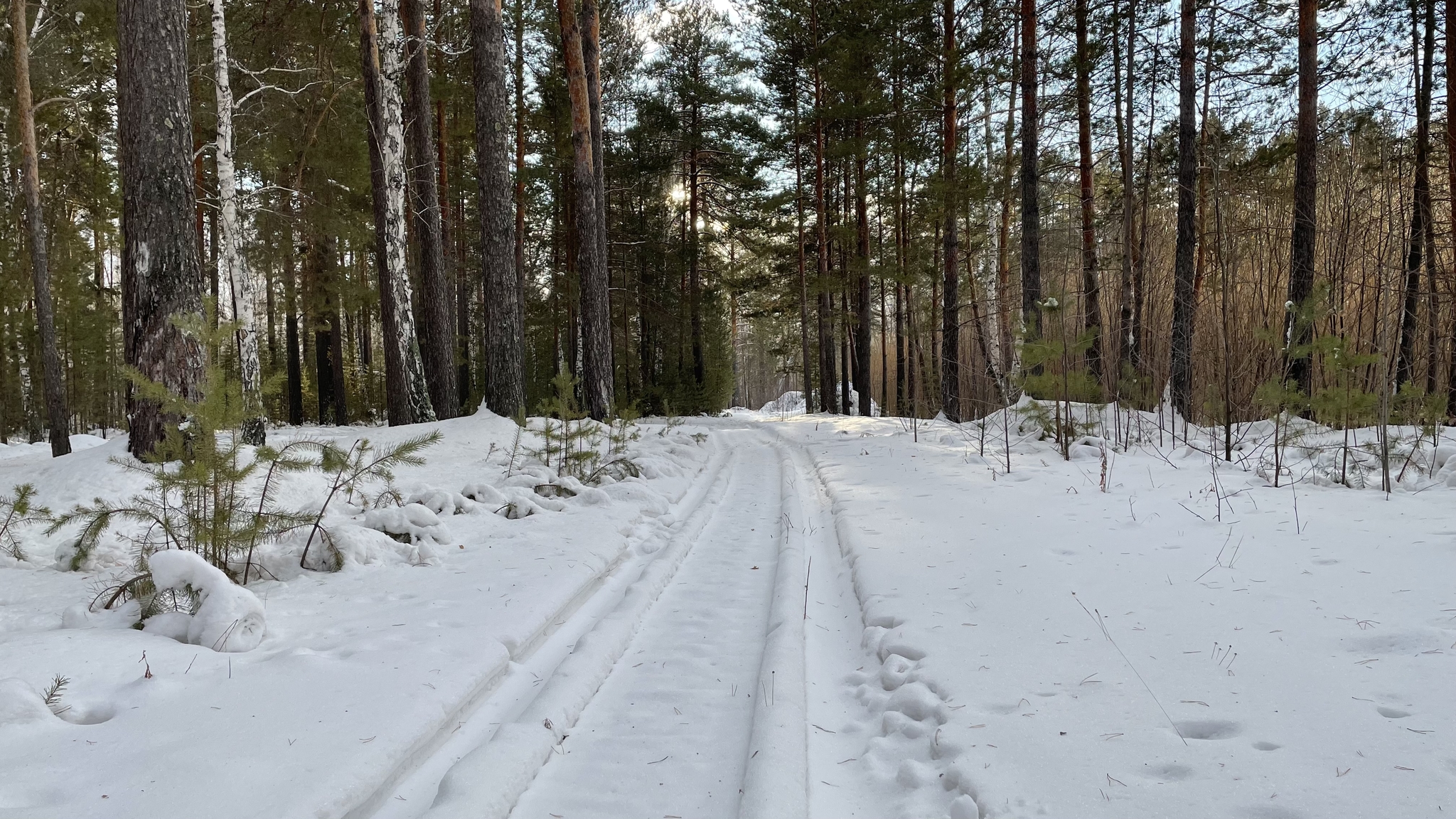 Winter walk - My, Dog, Walk in the woods, Tyumen, Longpost