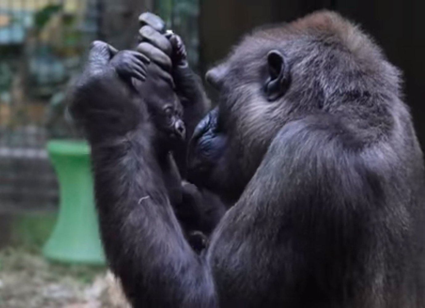 Continuation of the post In the American Zoo, gorillas had a baby - Gorilla, Primates, Young, Zoo, Cleveland, Ohio, USA, Wild animals, The national geographic, Pneumonia, Recovery, Video, Reply to post, Longpost