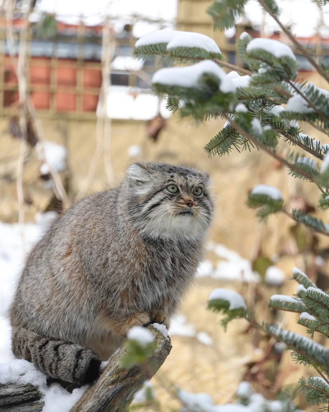 And the eyes are kind... - Pallas' cat, Small cats, Cat family, Wild animals, Predatory animals, Fluffy, Pet the cat, Safari Park, Japan, Yokohama, Yokohama, Milota, Positive, Longpost