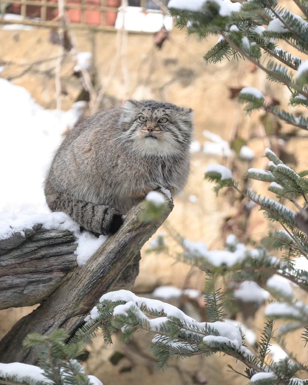 And the eyes are kind... - Pallas' cat, Small cats, Cat family, Wild animals, Predatory animals, Fluffy, Pet the cat, Safari Park, Japan, Yokohama, Yokohama, Milota, Positive, Longpost