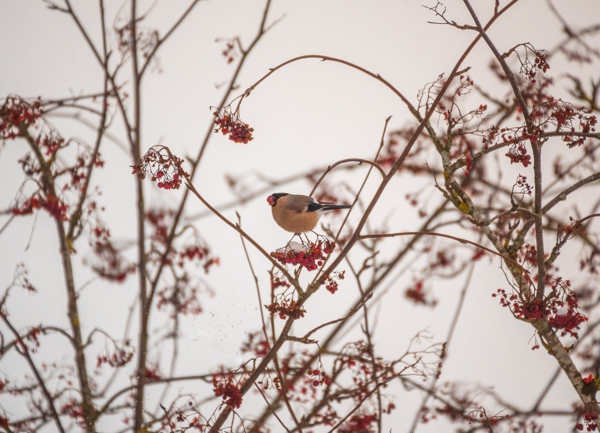 Bullfinches - Bullfinches, Birds, Passeriformes, beauty of nature, The photo, Gatchina, The park, Leningrad region, The national geographic, Longpost