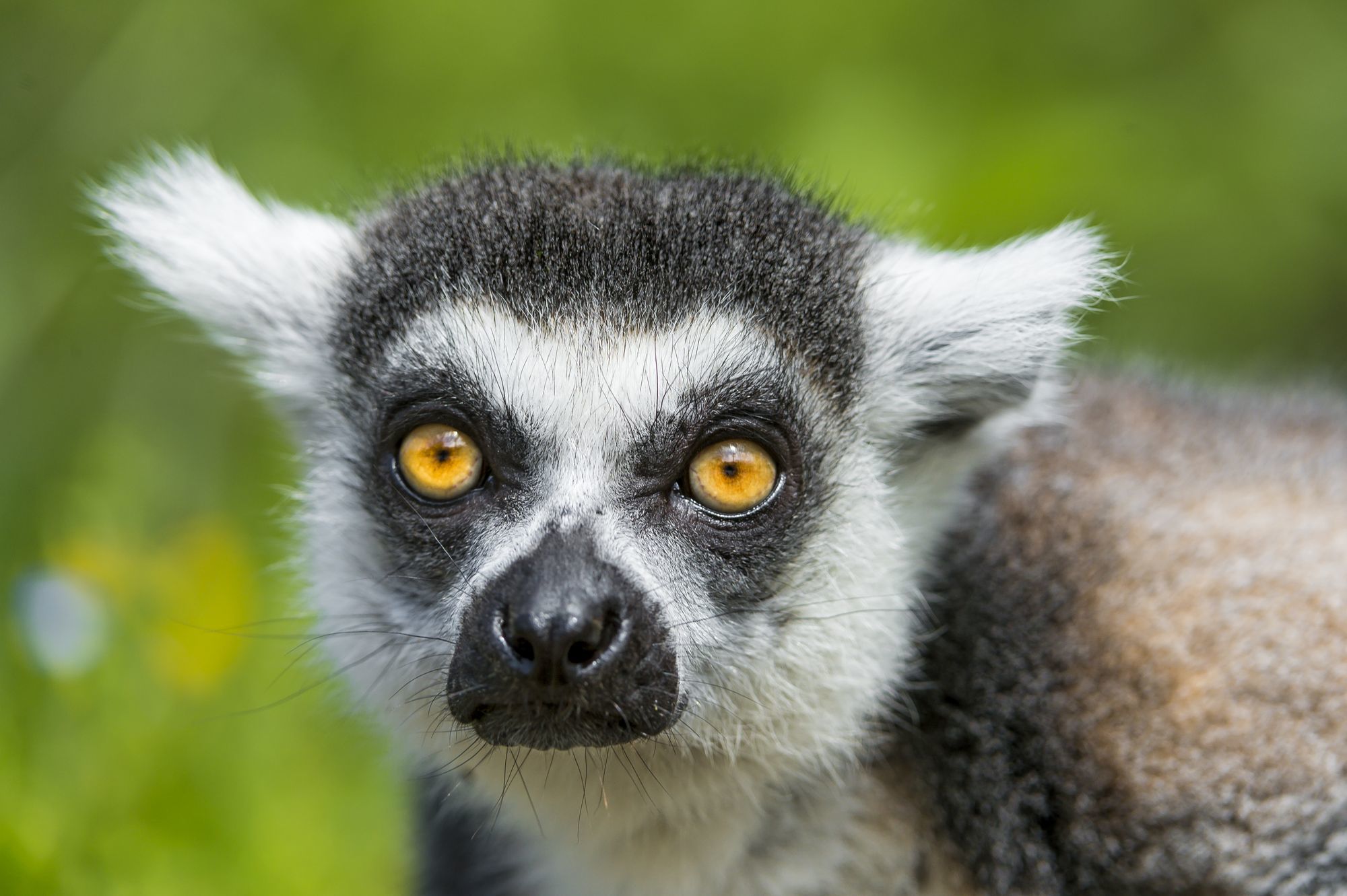 Cat lemurs - Lemur, Primates, Wild animals, Zoo, The photo, Longpost, Young