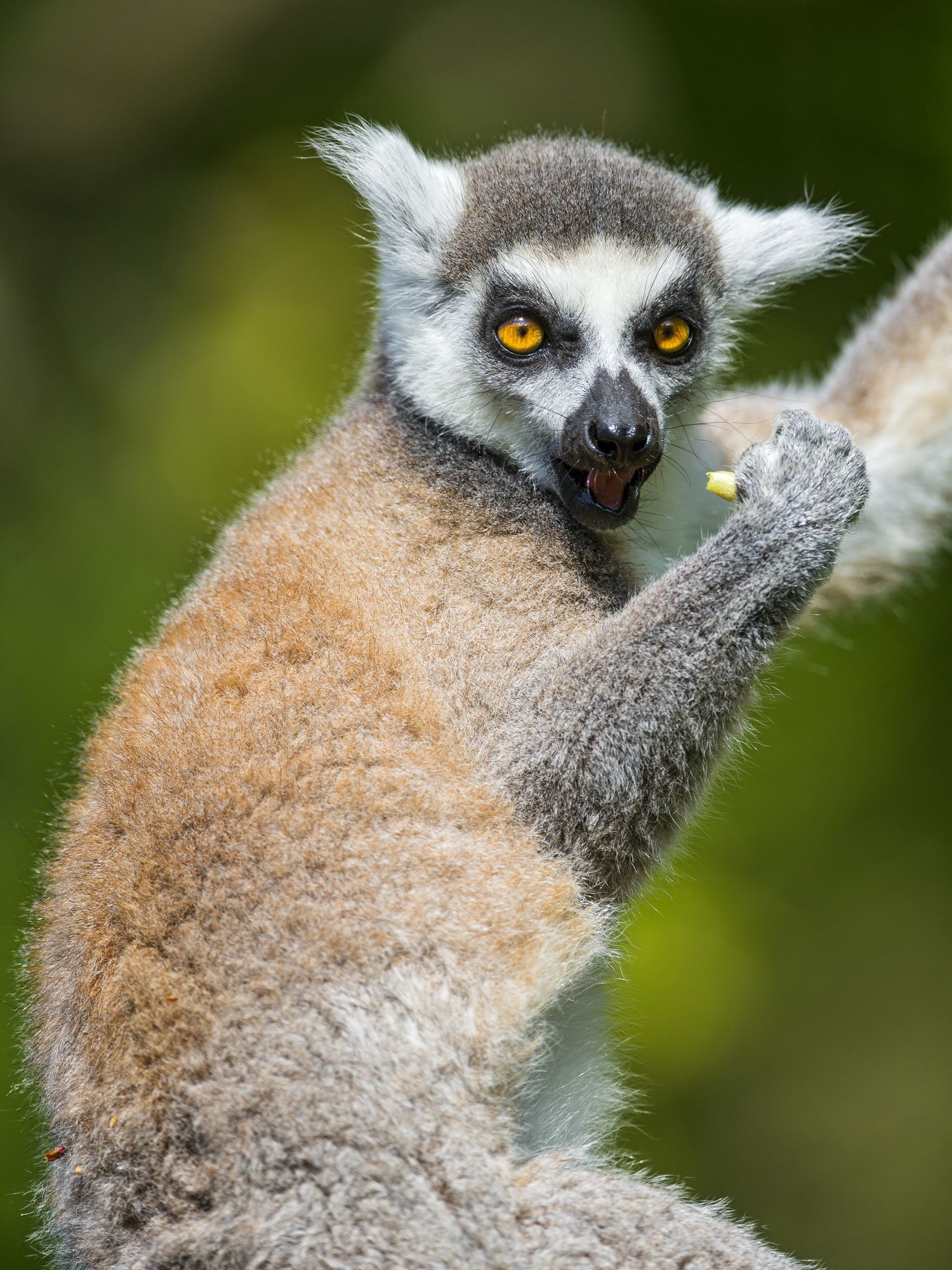 Cat lemurs - Lemur, Primates, Wild animals, Zoo, The photo, Longpost, Young