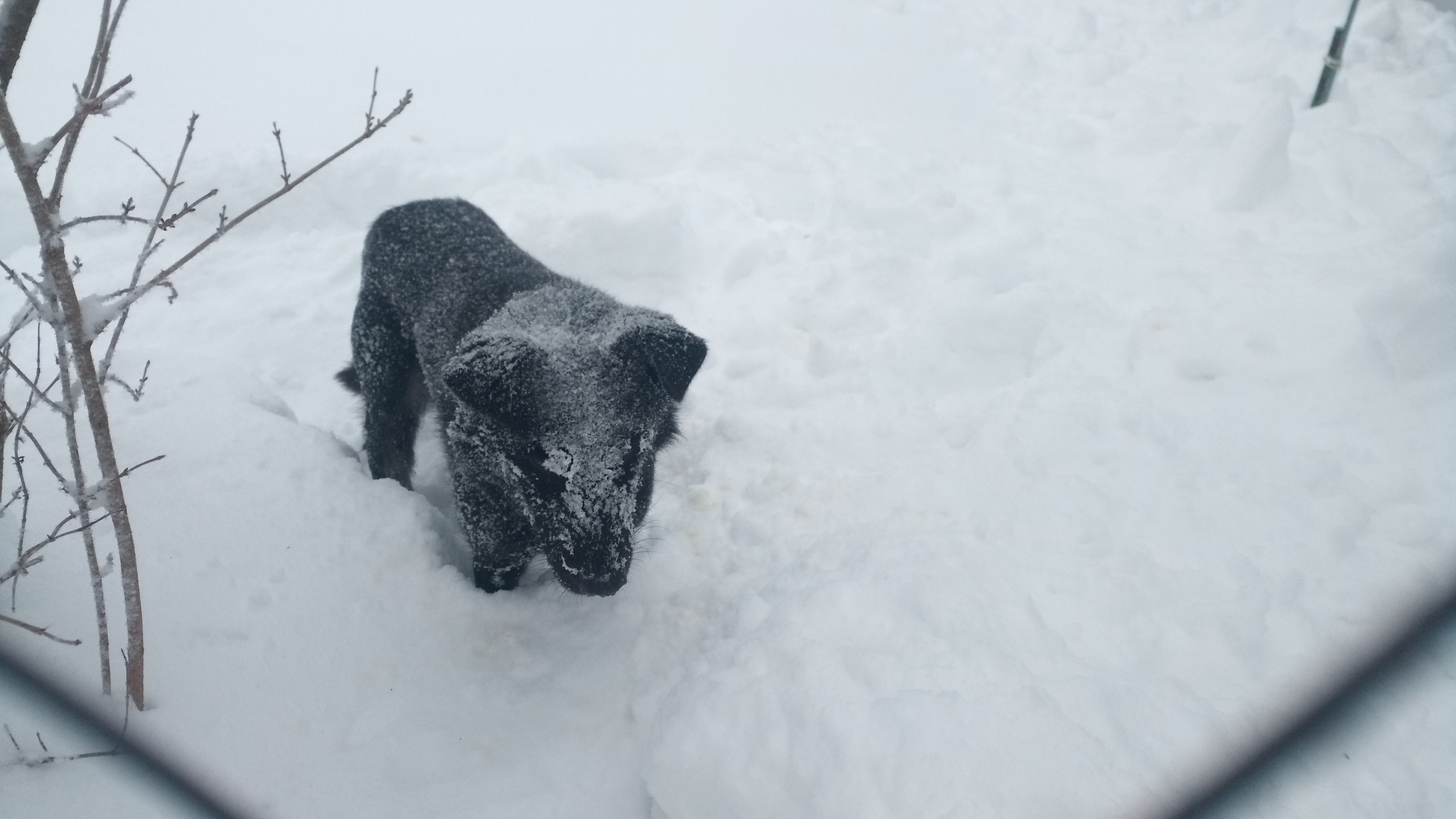 Winter Dog - My, Animals, Dog