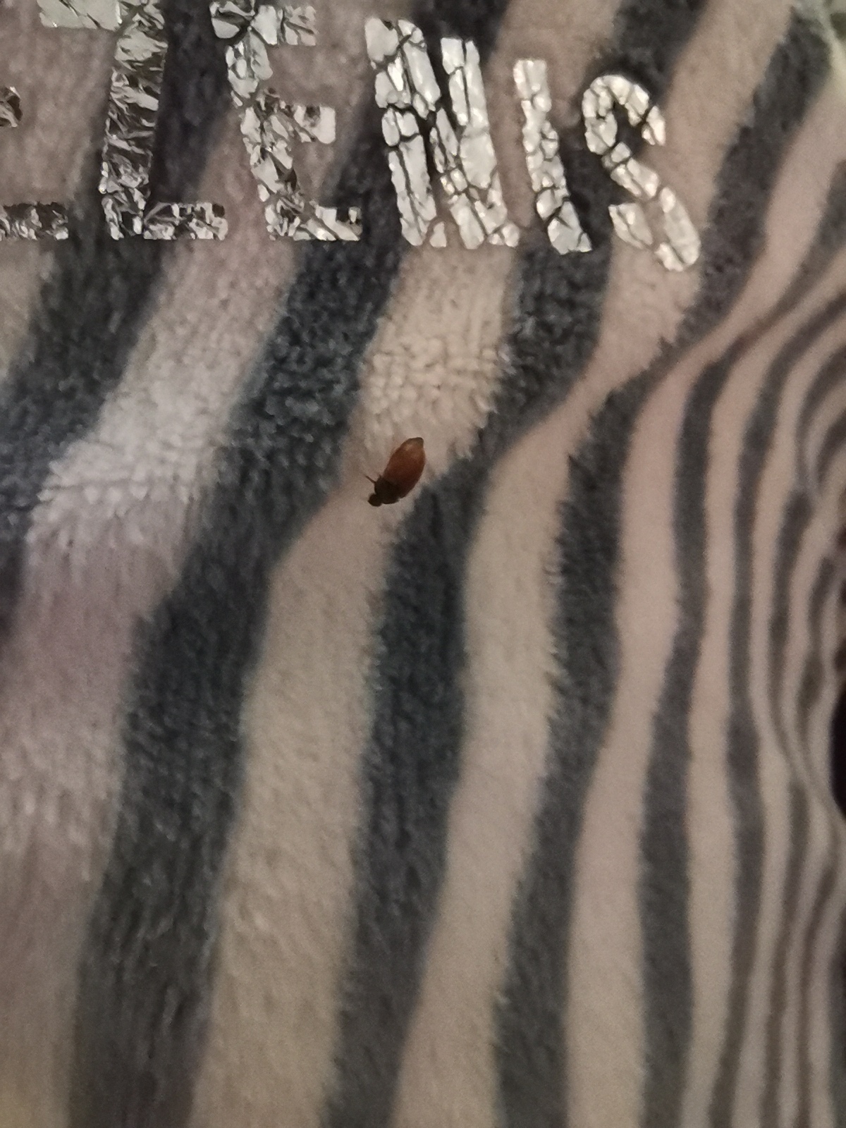 Подскажите что за жук? | Пикабу