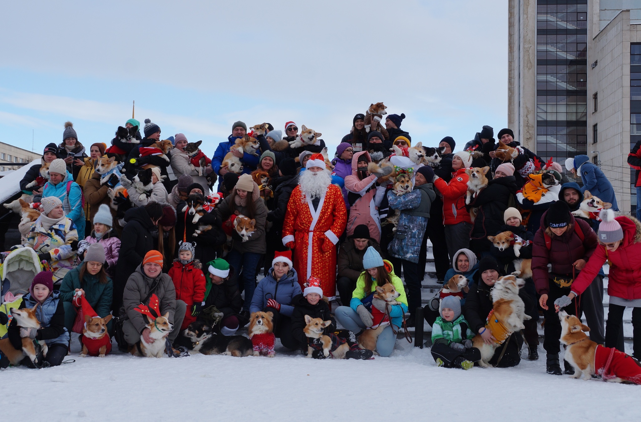 Procession of the Royal Corgi - My, New Year, Corgi, Welsh corgi pembroke, Christmas, Holidays, Milota, Dog, Parade, Chelyabinsk, Dog Business, Dog lovers, Longpost