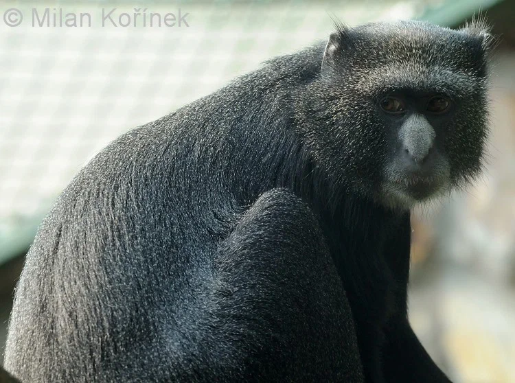 Big white-nosed monkey: Loves sweets and knows how to bite! Monkeys invented their language from 3 screams - Monkey, Animal book, Yandex Zen, Longpost, Monkey, Wild animals, Interesting