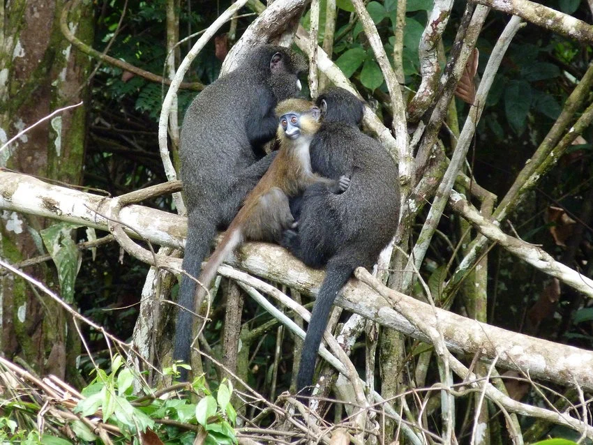 Big white-nosed monkey: Loves sweets and knows how to bite! Monkeys invented their language from 3 screams - Monkey, Animal book, Yandex Zen, Longpost, Monkey, Wild animals, Interesting