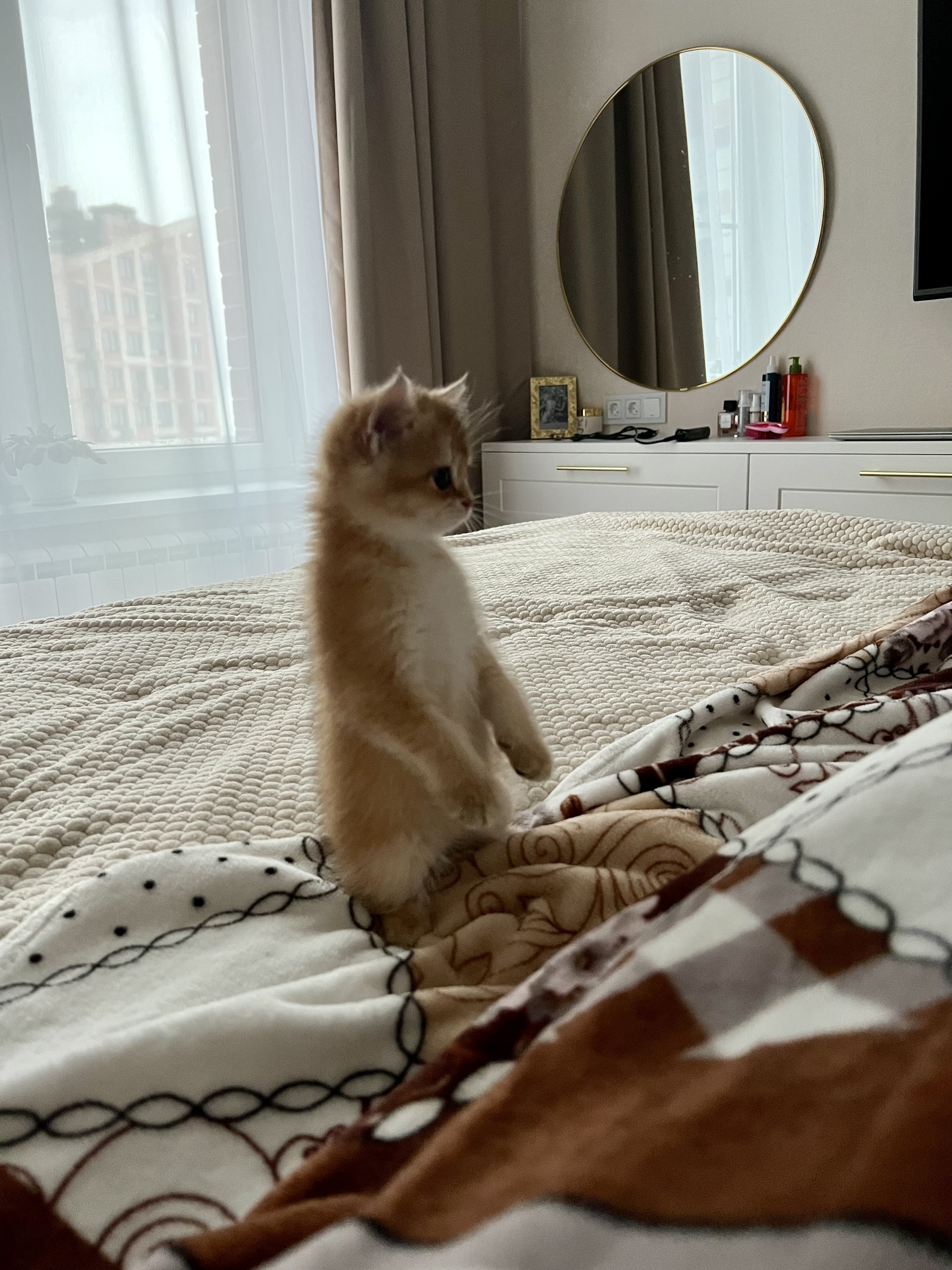 Meerkat - British Golden Chinchilla, Milota, Fluffy, Paws, Kittens, cat