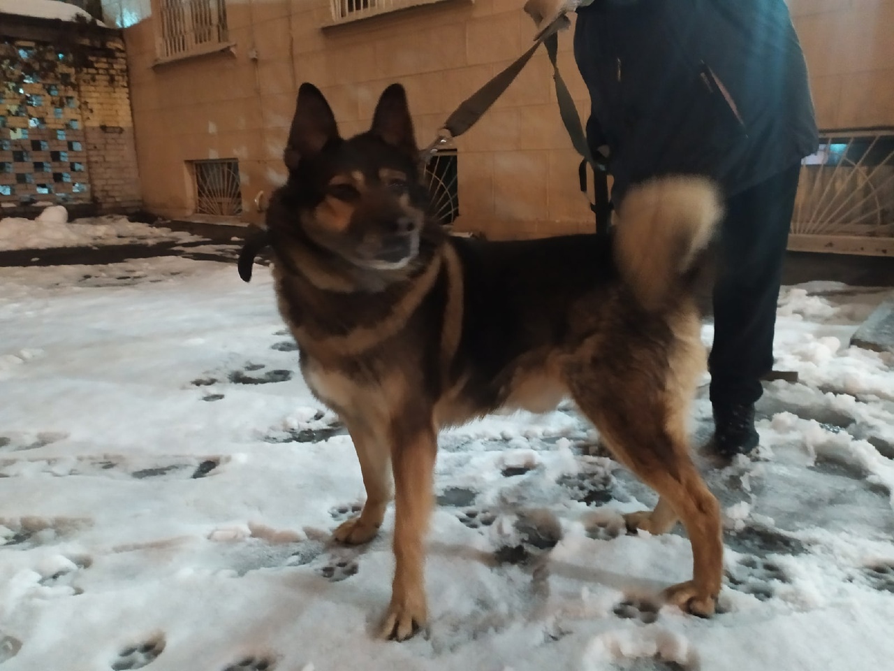 Симпатичный метис немецкой овчарки по кличке Дик срочно ищет новый дом, Спб  | Пикабу