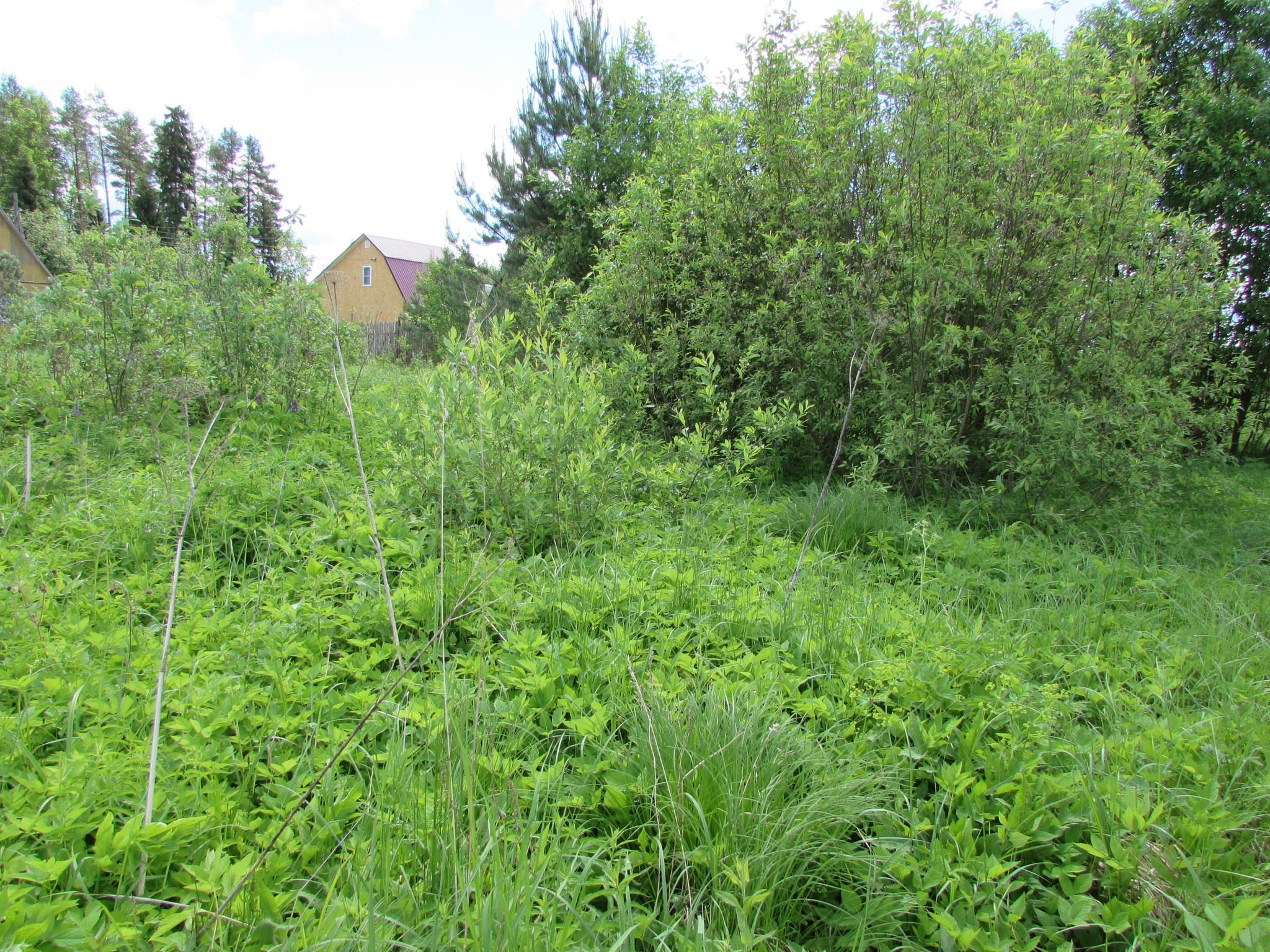 Transformation of an abandoned site - My, Dacha, Longpost, Garden, It Was-It Was, With your own hands