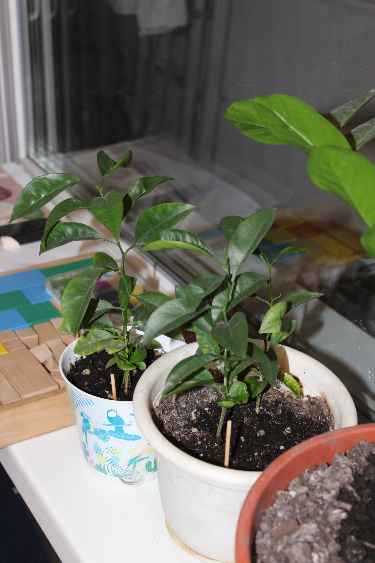 Continuation of the post Oranges on the windowsill - My, Citrus, Windowsill, Tangerines, Gardening, Reply to post, Longpost