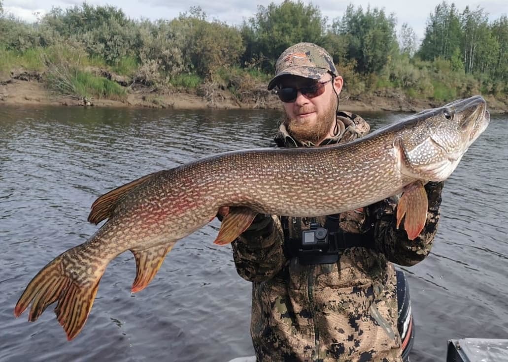 Huge pikes of Salekhard, autumn 2021 - My, Fishing, Pike, Trophy, Fishermen, Video, Longpost