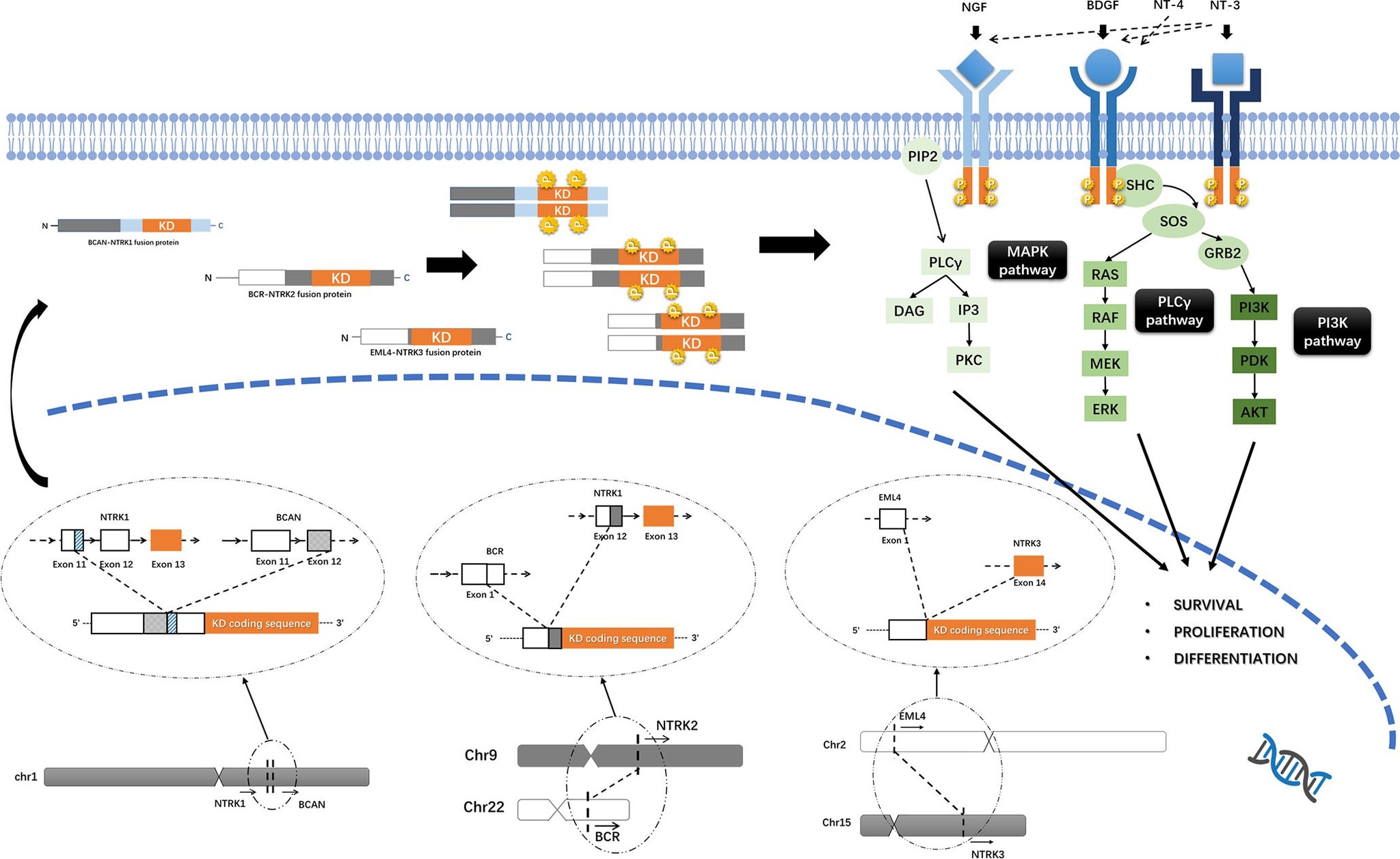 A Small Revolution in Oncology - My, Cancer and oncology, The medicine, Longpost