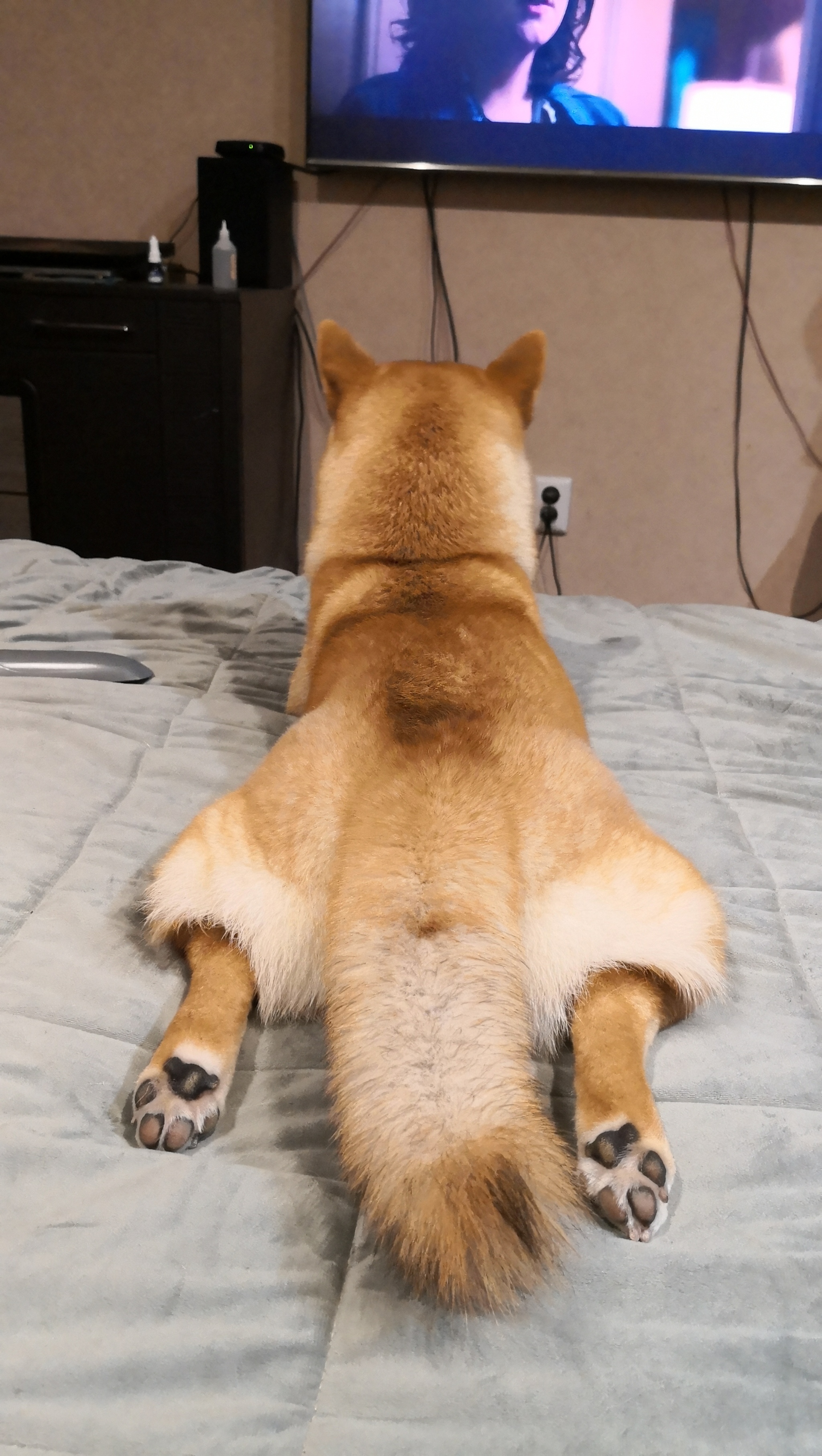 I'm so comfortable with the Shiba Inu option. - My, Dog, Pose, Convenience, Longpost