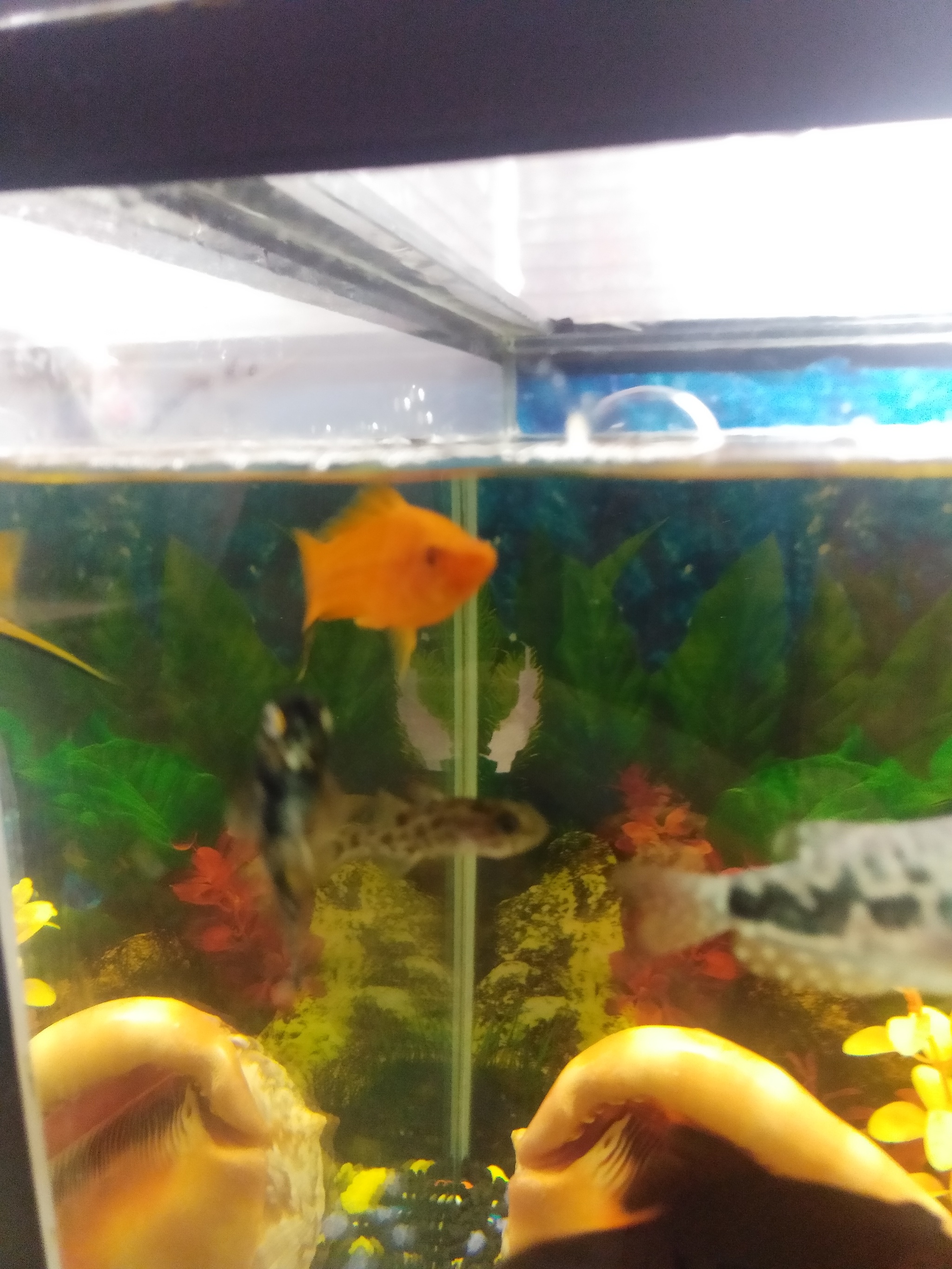 What kind of fish? - Aquarium, Aquarium, A fish, What's this?, Longpost, No rating