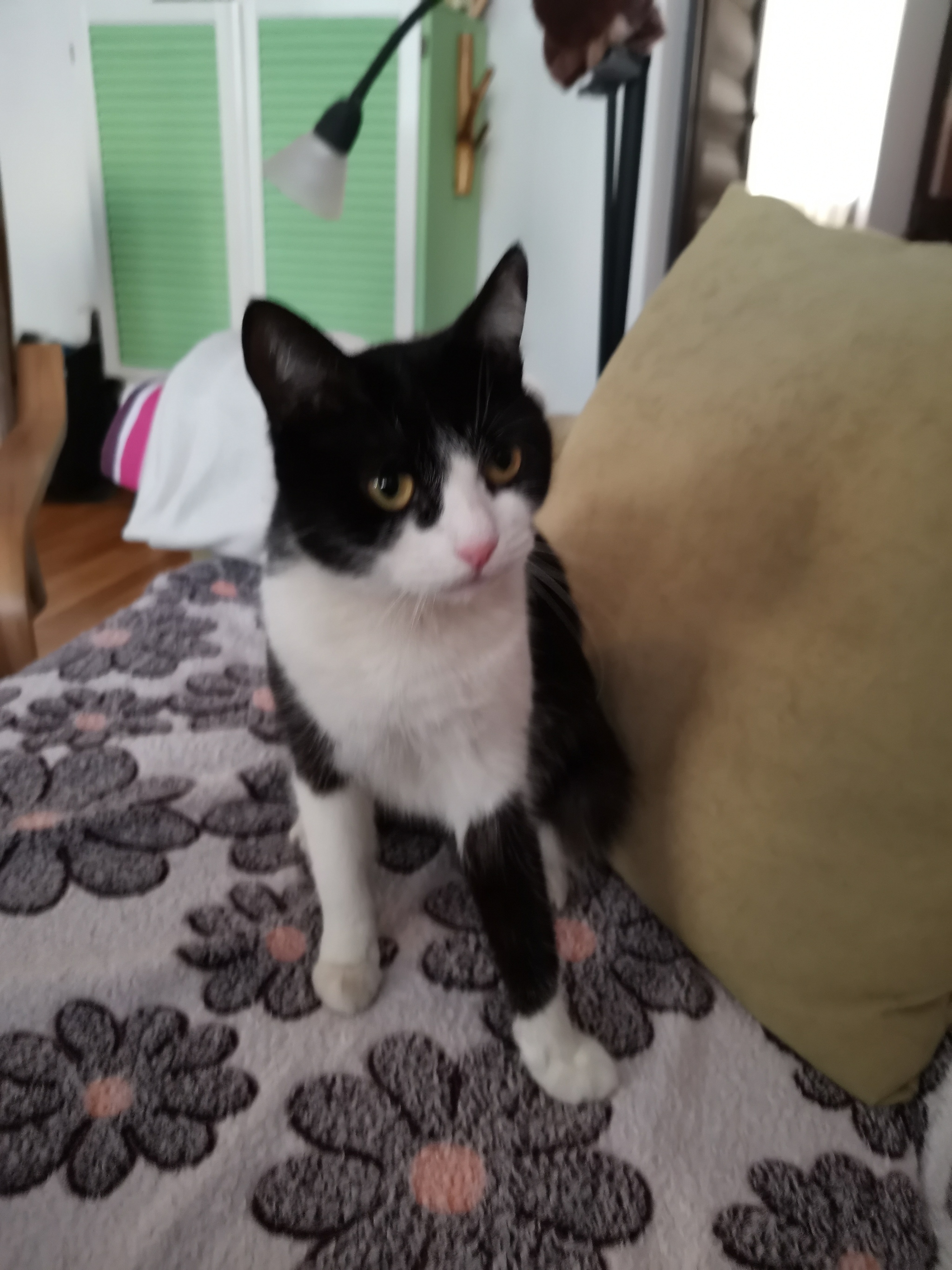 Found a cat - My, Found a cat, Lost, cat, Homeless animals, No rating, Longpost