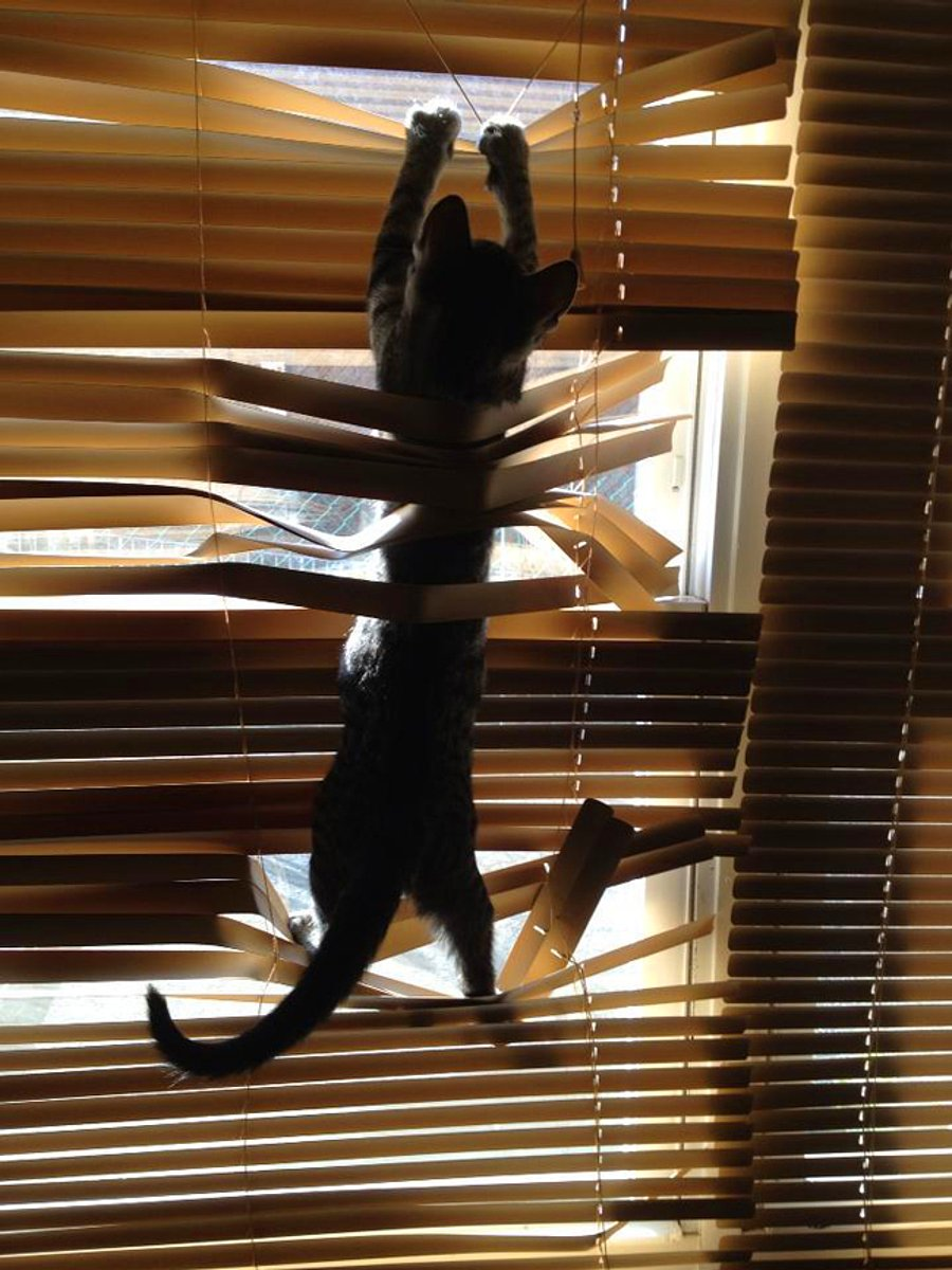 A time to demonize - cat, Blinds, Video, Longpost