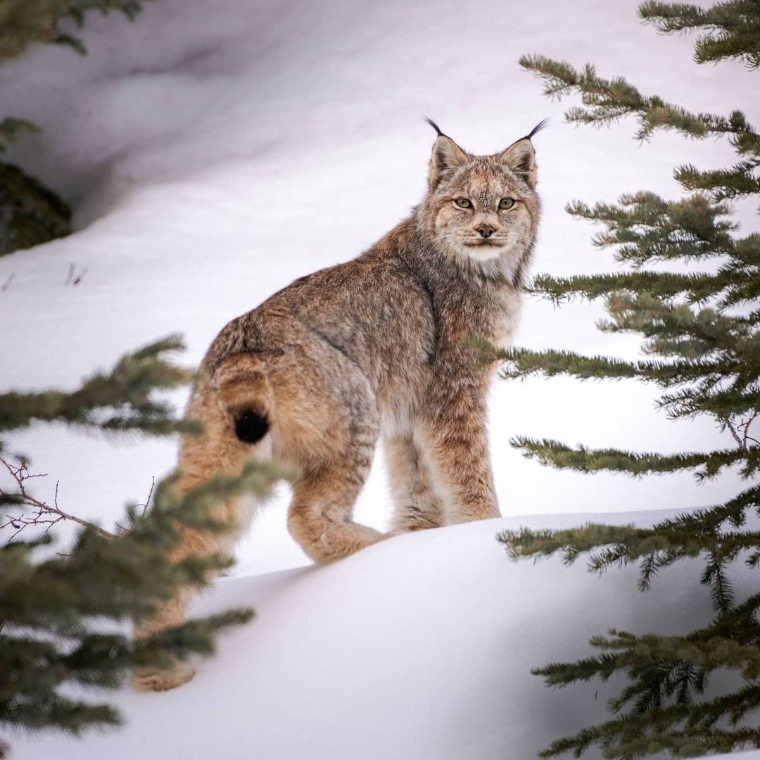 Канадская кошка фото