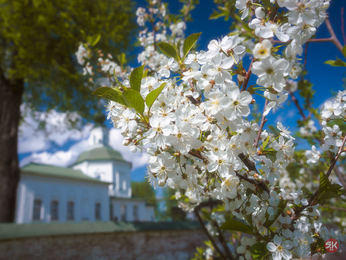 Cherry blossoms - My, The photo, Olympus, Flora, Flowers, Cherry