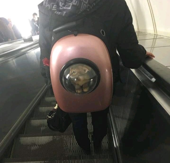 Astronaut goes on a flight - cat, Humor, The photo, Backpack, Carrying, Metro, Escalator