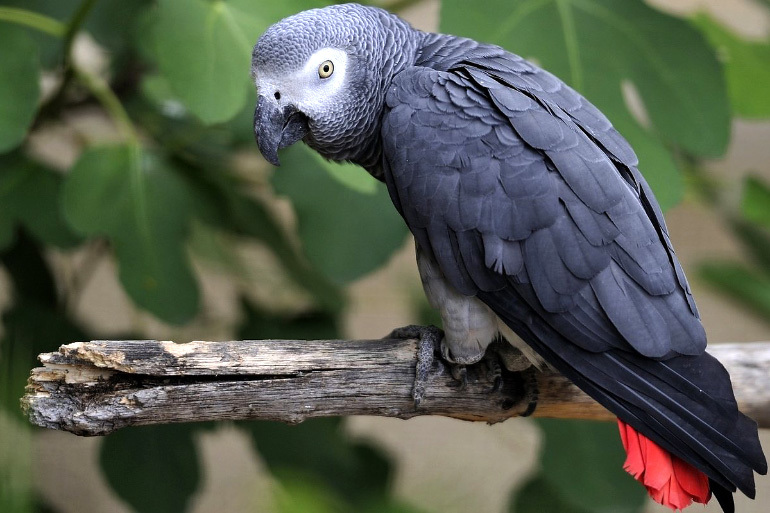 Особенности линьки у попугаев