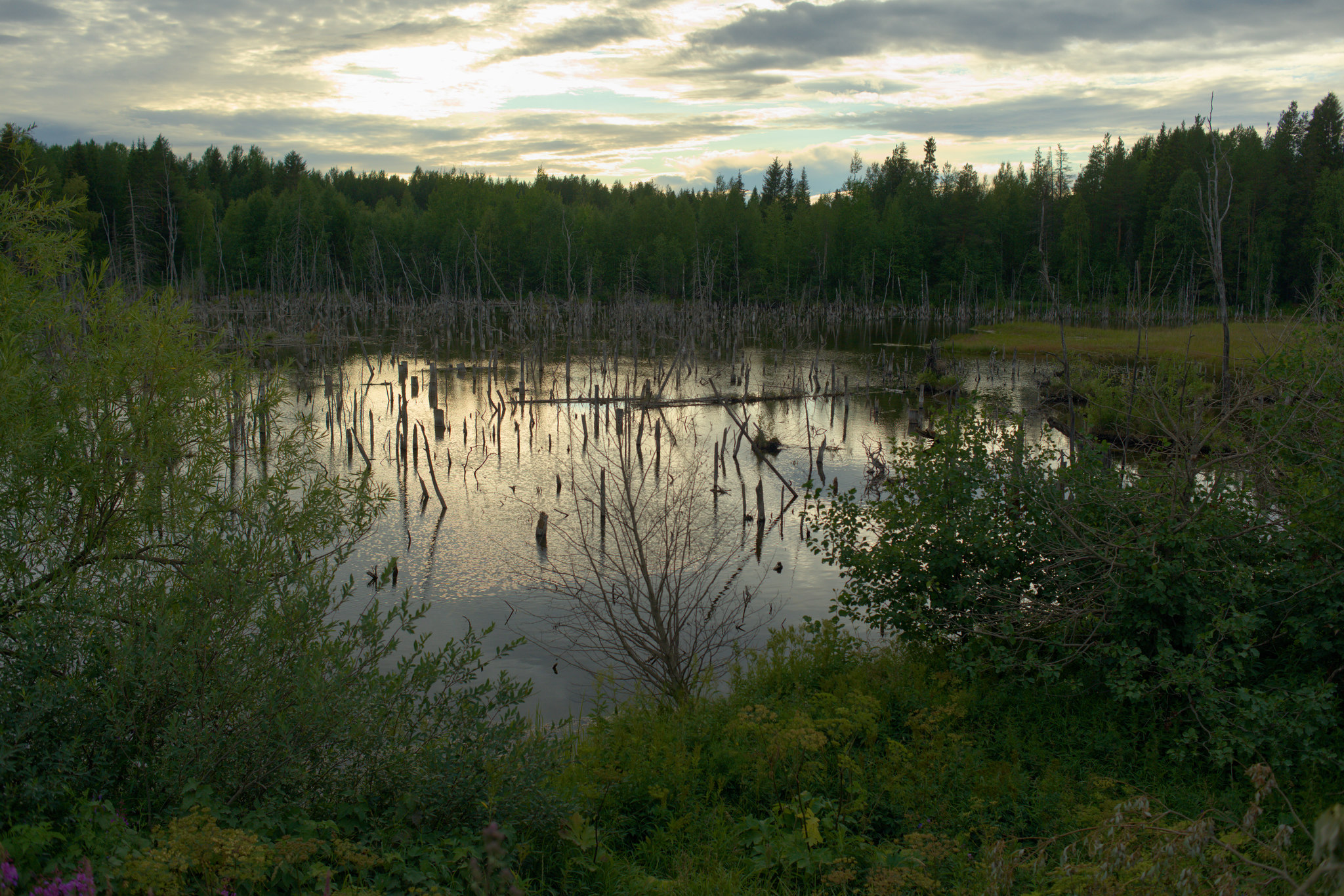 Journey along the Northern Road - My, Road, The photo, North, The nature of Russia, Forest, Pinega, Arkhangelsk region, Longpost