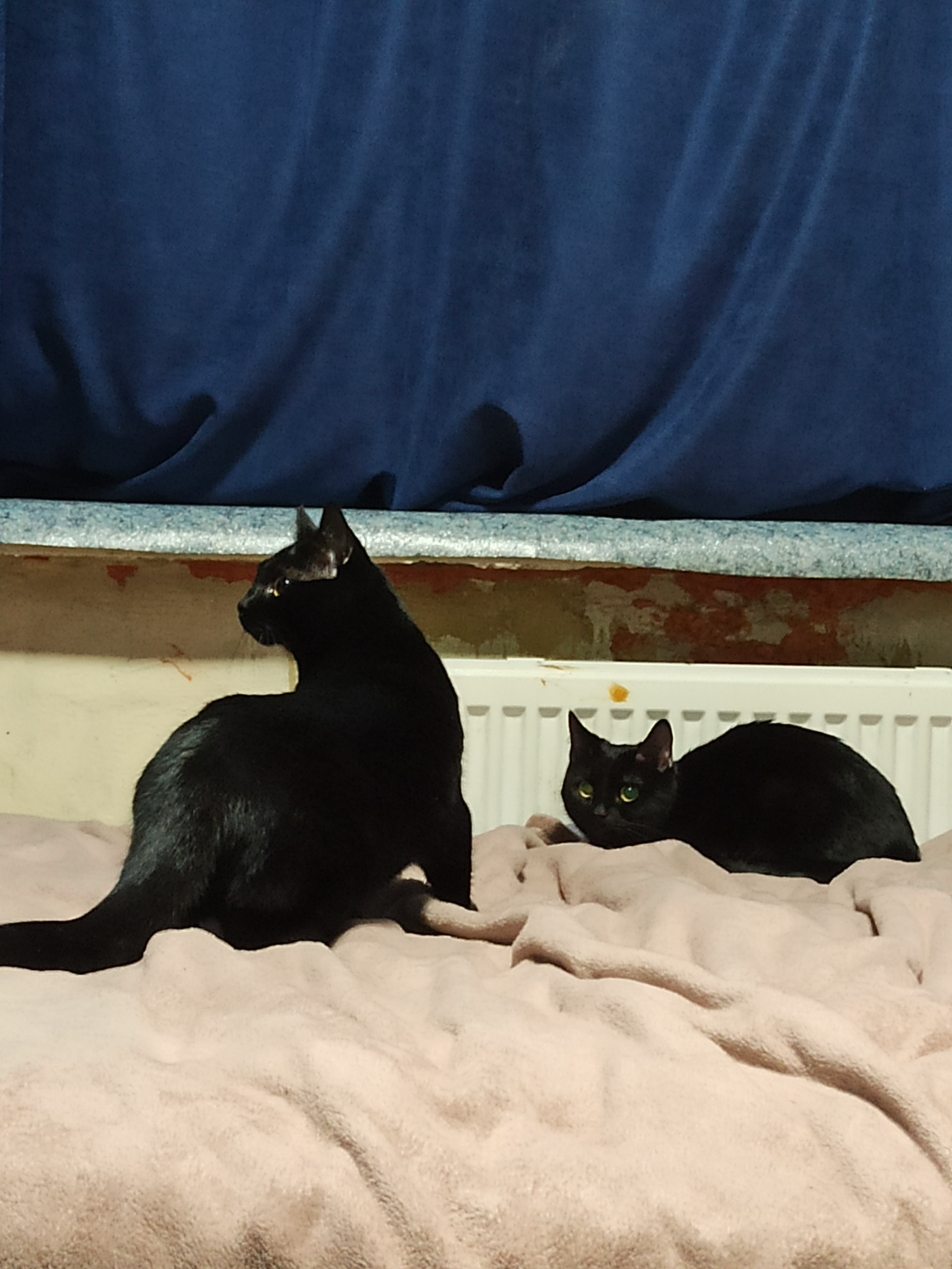 Panthers - My, Black cat, Animal shelter, Pets, Longpost, cat