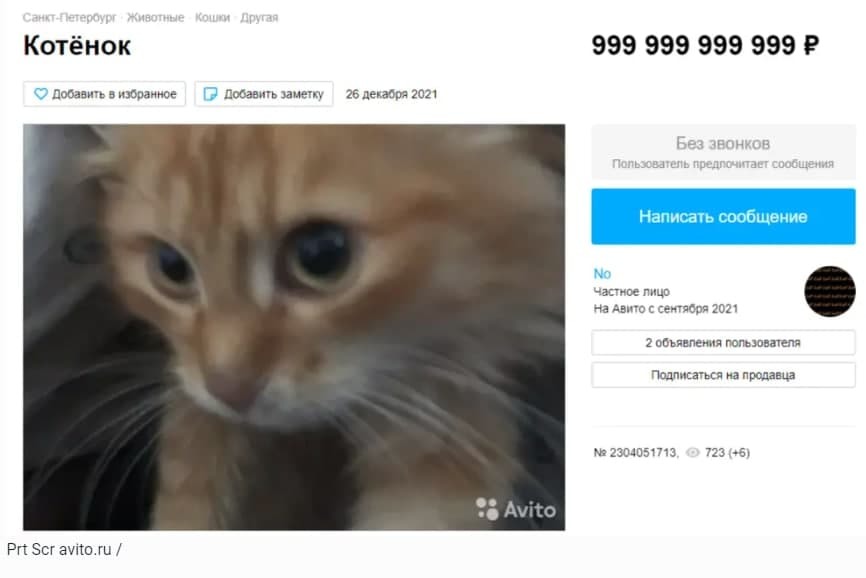 Петербуржец выставил на продажу «татэмного» кота за миллион рублей | Пикабу