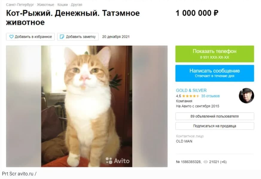 Петербуржец выставил на продажу «татэмного» кота за миллион рублей | Пикабу
