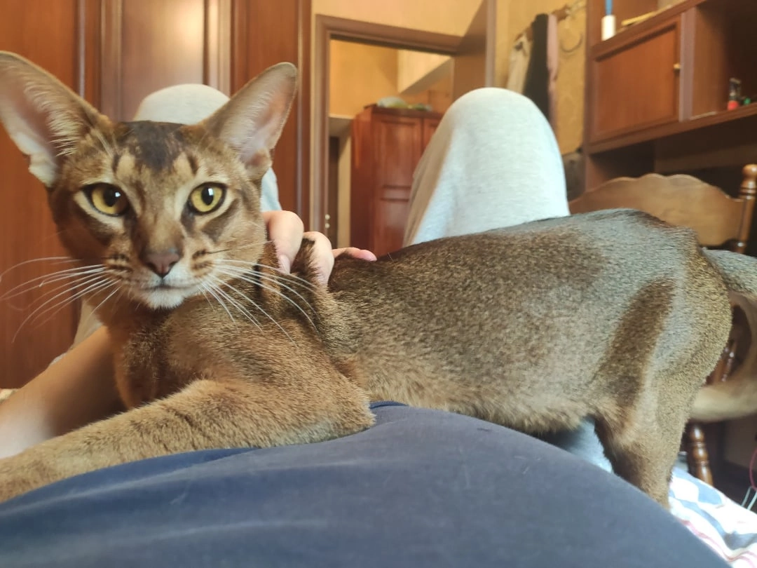 A few hours ago, I put my cat to sleep. - Abyssinian cat, Negative, cat, Mat, Longpost, Death, Pets