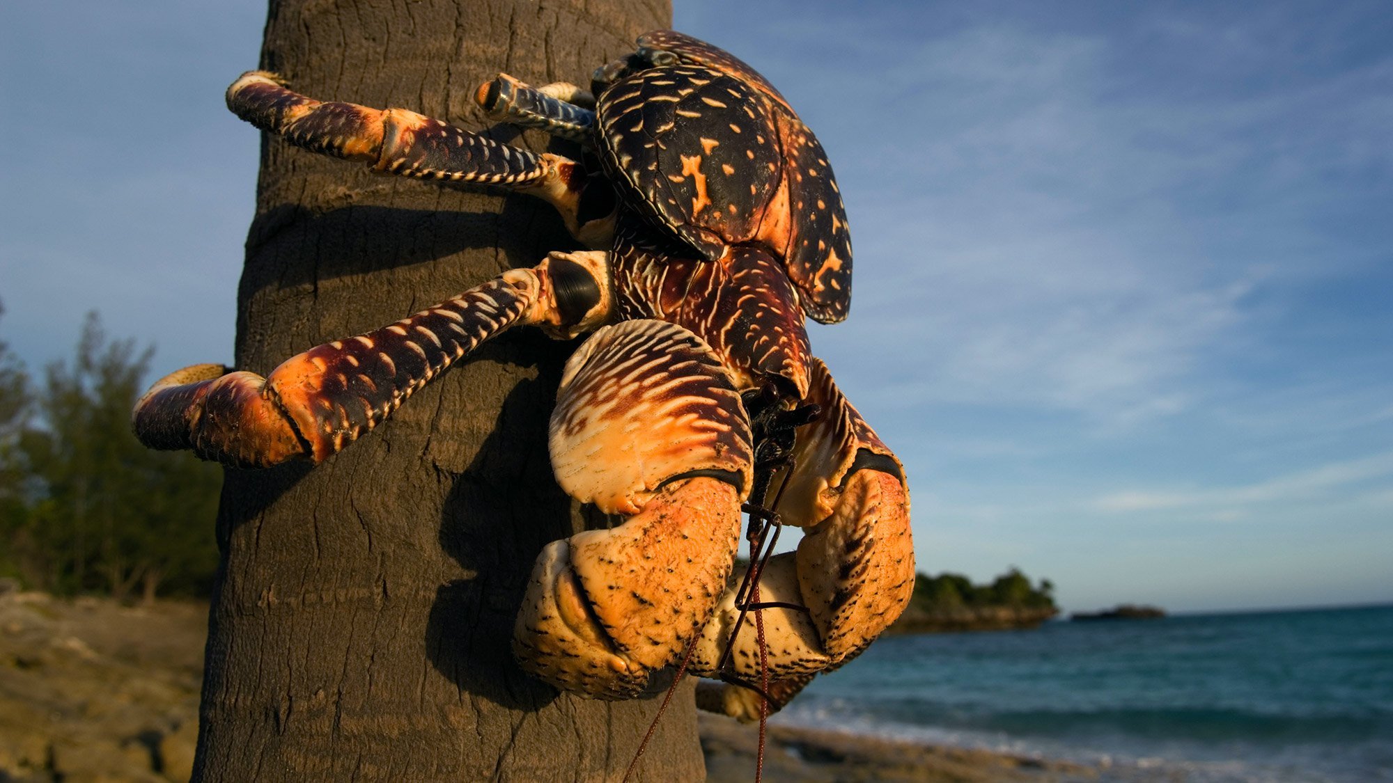 Hermit crab - The photo, Cancer hermit, Text, Crustaceans, Arthropods, Longpost