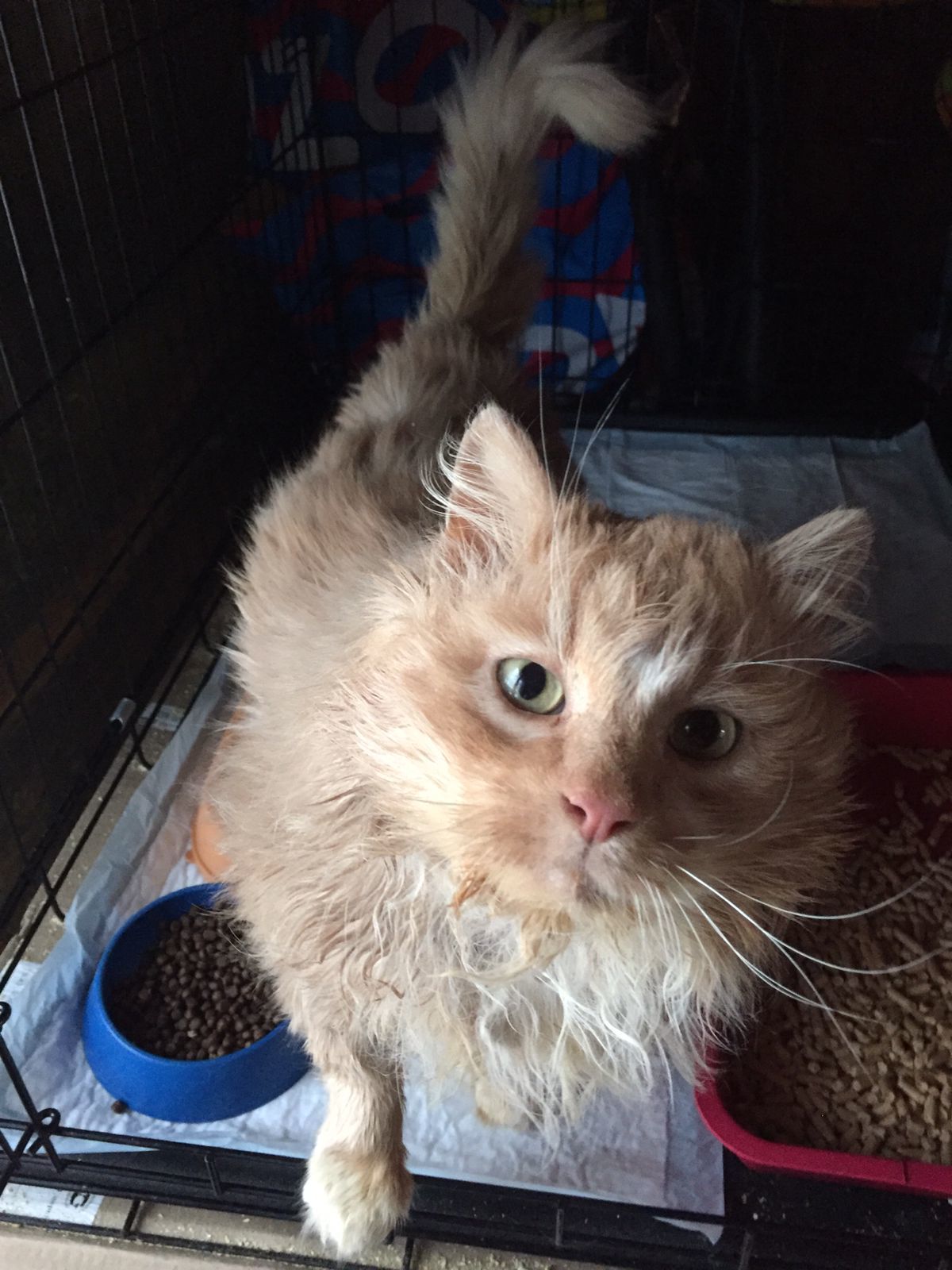 Continuation of the post “Cat Valera, which I found today at Pyaterochka (3 months ago, the owners left him there). He has a lot of toothache and he himself is a complete mug  - My, cat, Redheads, Animal Rescue, Video, Reply to post, Longpost